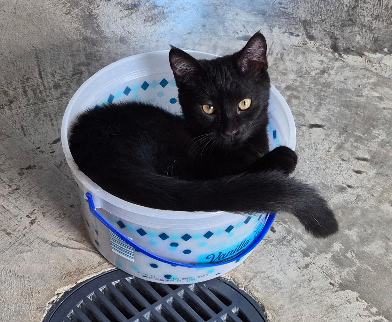 Enlarge Finley, a ADOPTABLE Domestic Short Hair in Tomah, WI image 2/3