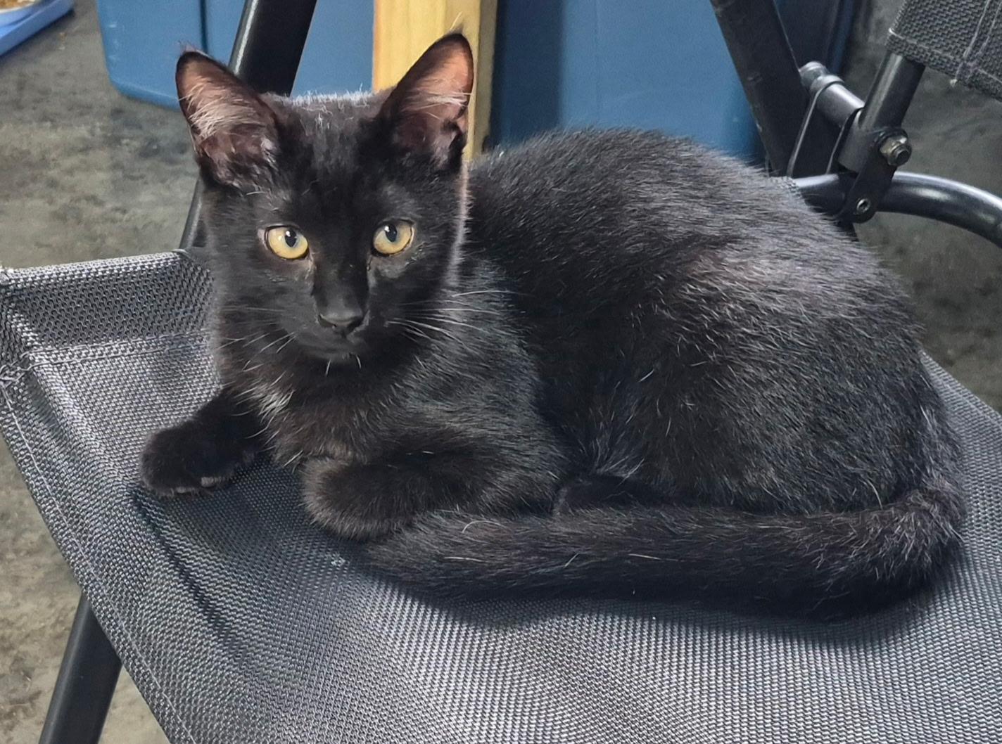 Finley, ADOPTABLE, Kitten Female Domestic Short Hair.