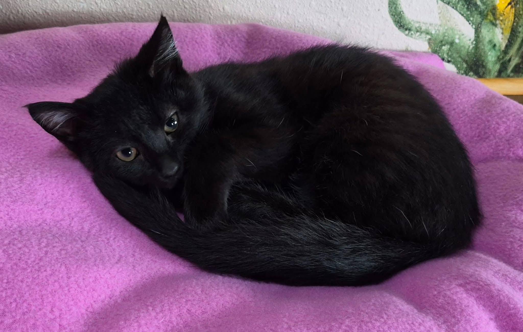 Enlarge Finley, a ADOPTABLE Domestic Short Hair in Tomah, WI image 3/3