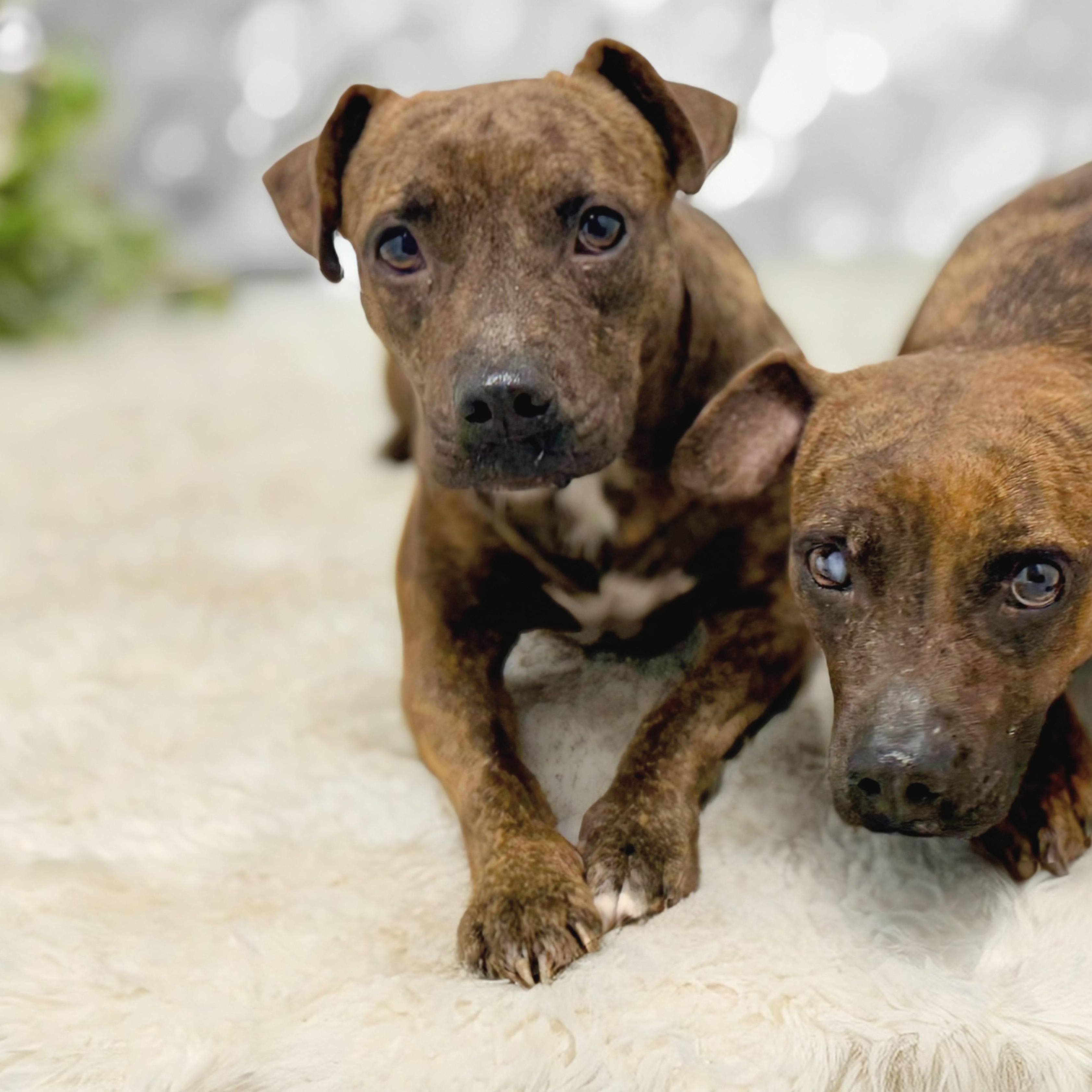 Enlarge Rollo, a ADOPTABLE mixed breed in Newtown, CT image 4/4
