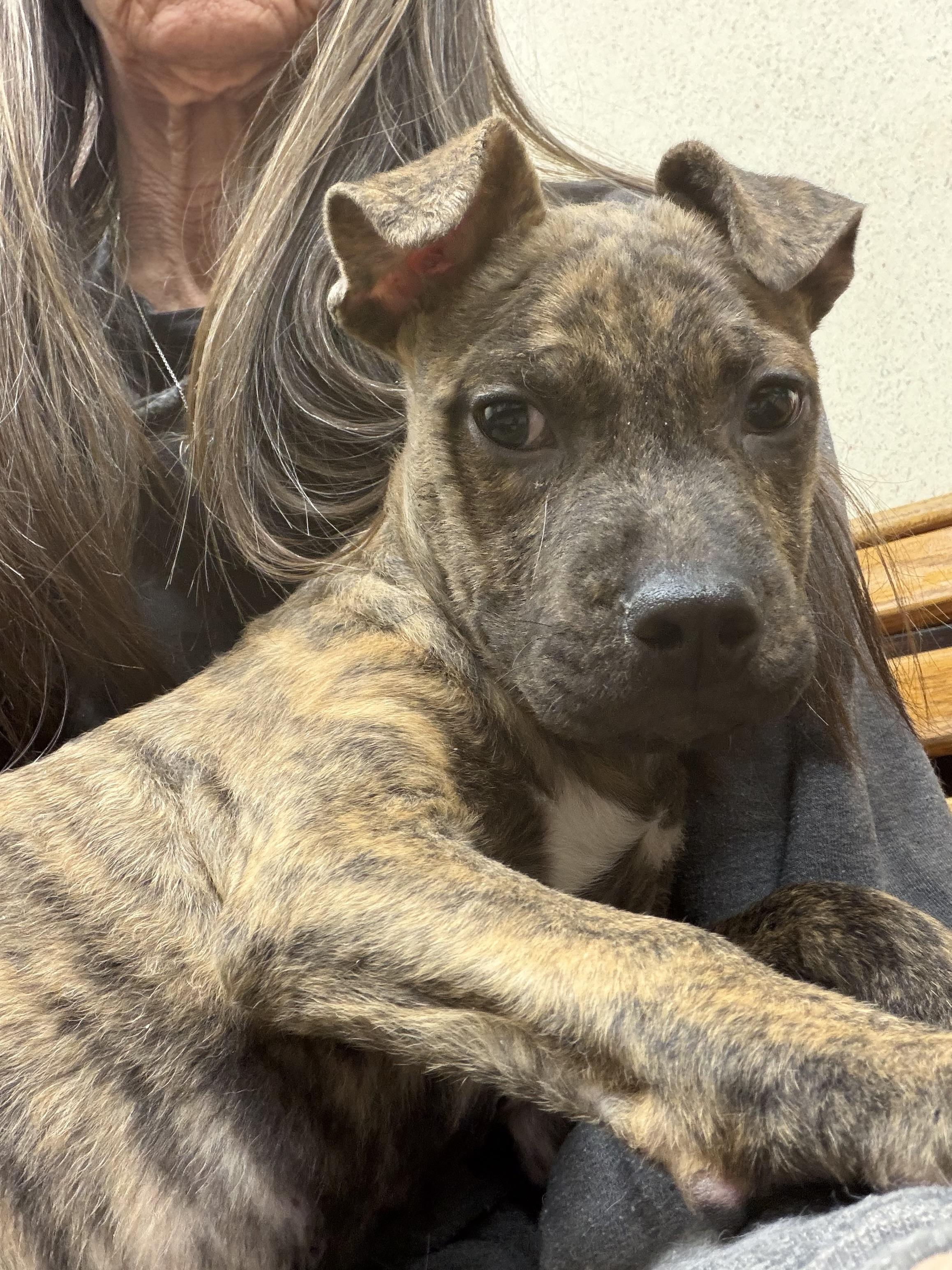 Rollo, ADOPTABLE, Puppy Male American Staffordshire Terrier.