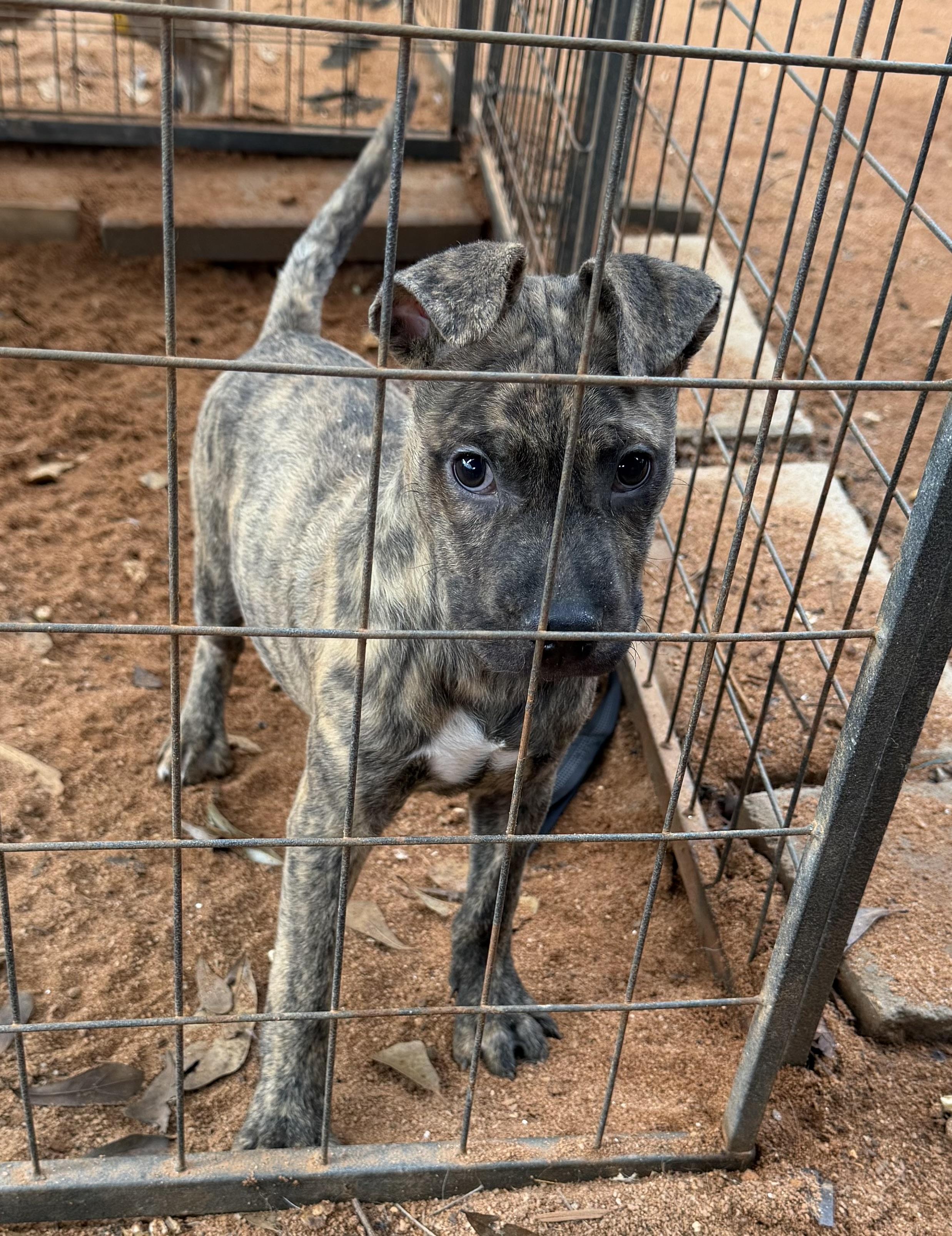 Enlarge Rollo, a ADOPTABLE mixed breed in Newtown, CT image 2/4