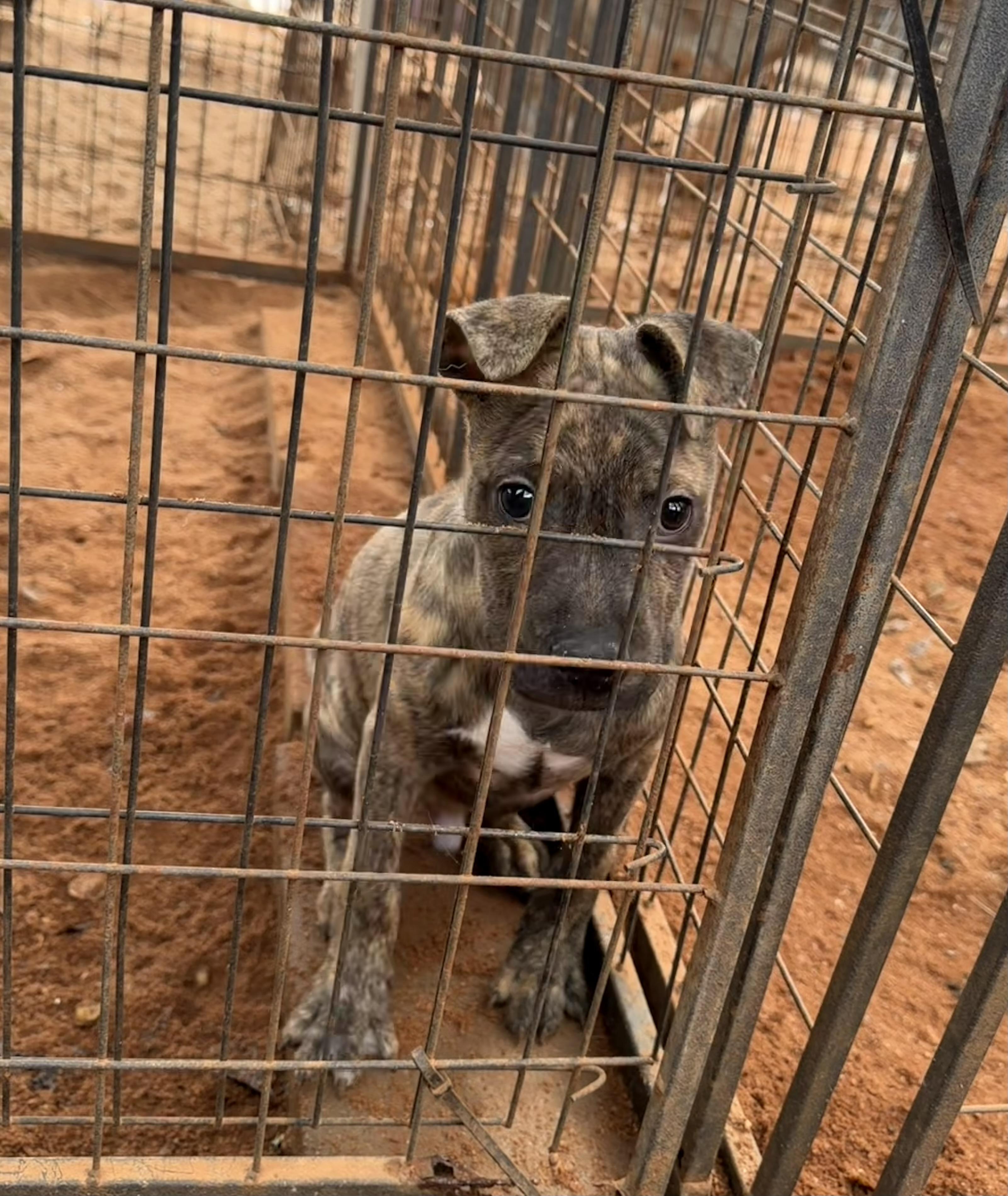 Enlarge Rollo, a ADOPTABLE mixed breed in Newtown, CT image 3/4