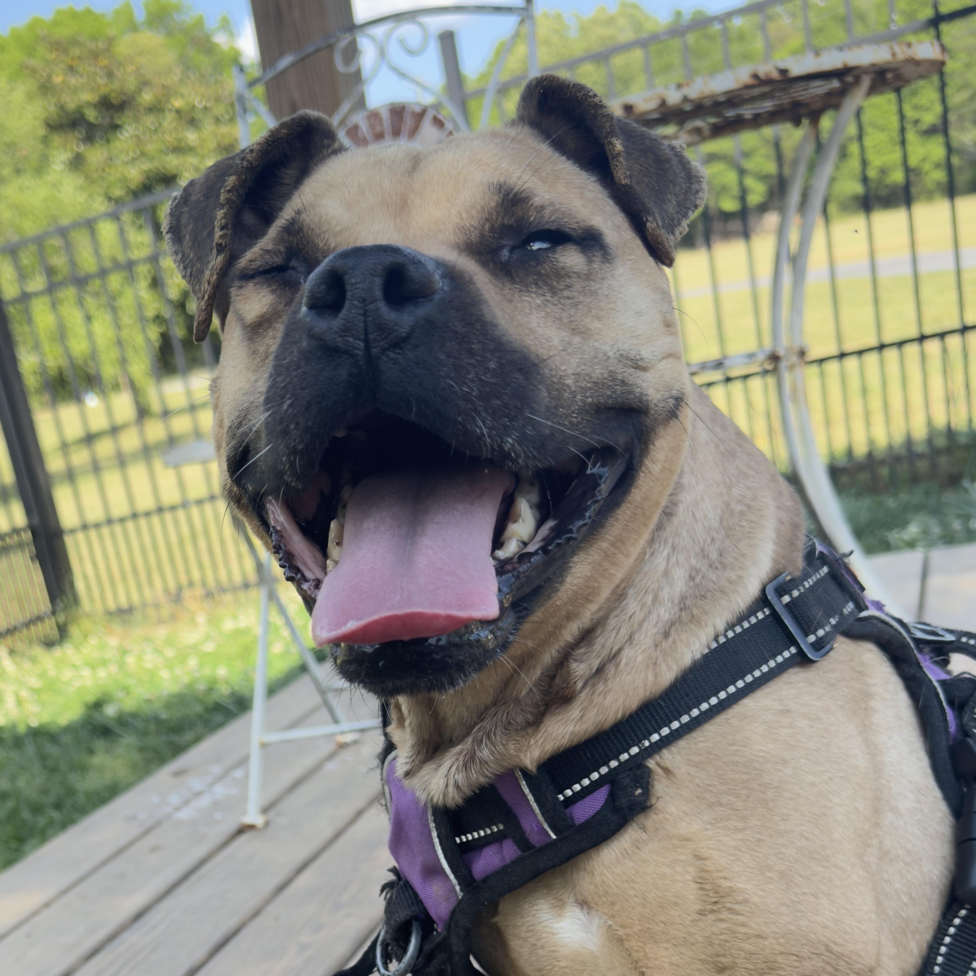 Rosie, adopted, Adult Female Pug & Boston Terrier.