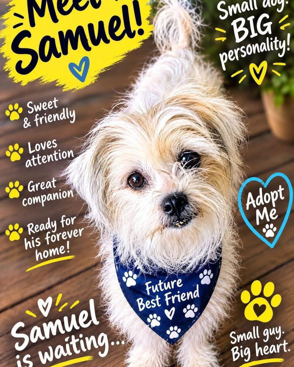 Samuel, Adoptable, Young Male Shih Tzu.