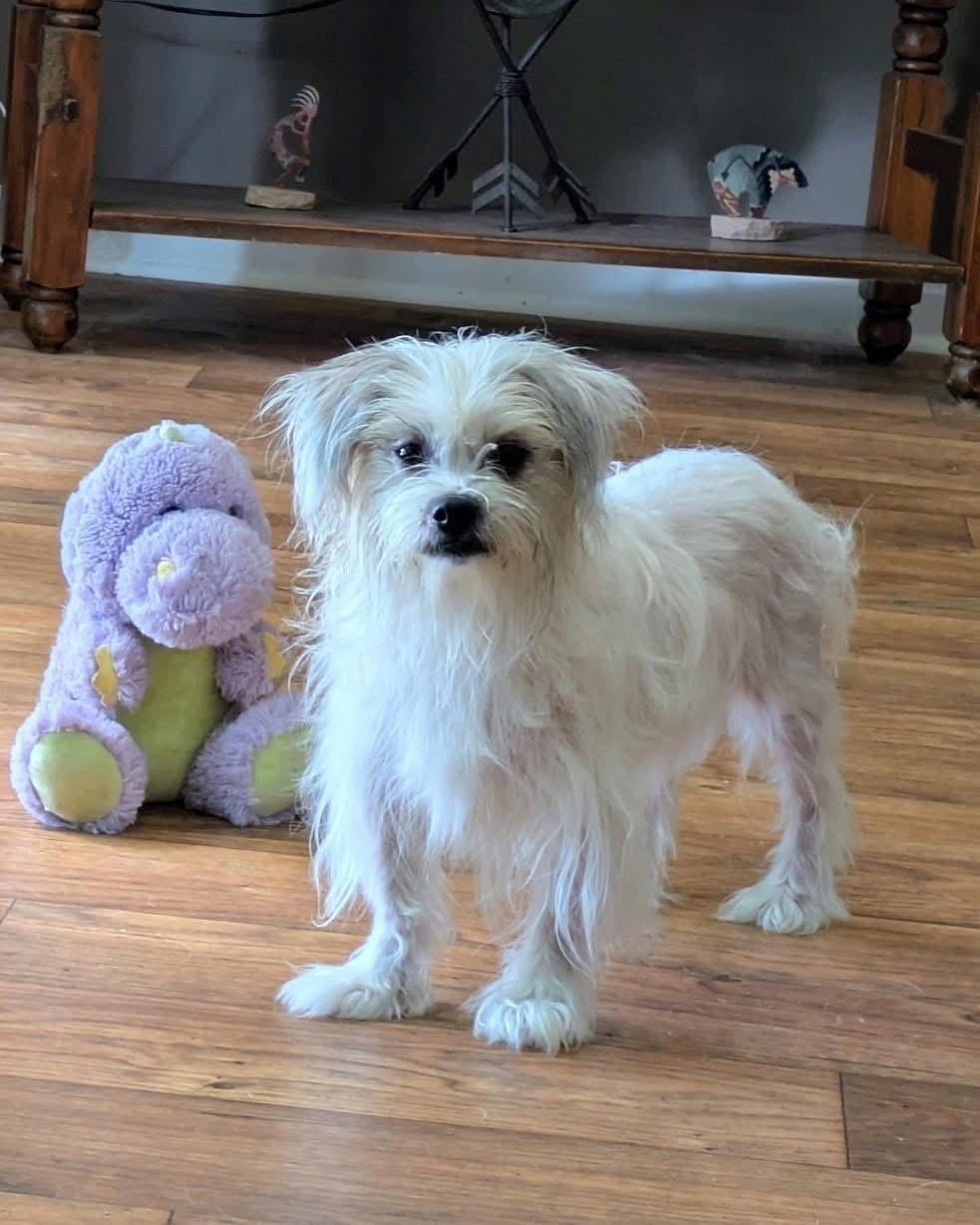 Enlarge Samuel, a Adoptable Shih Tzu in Forest Hill, MD image 2/3