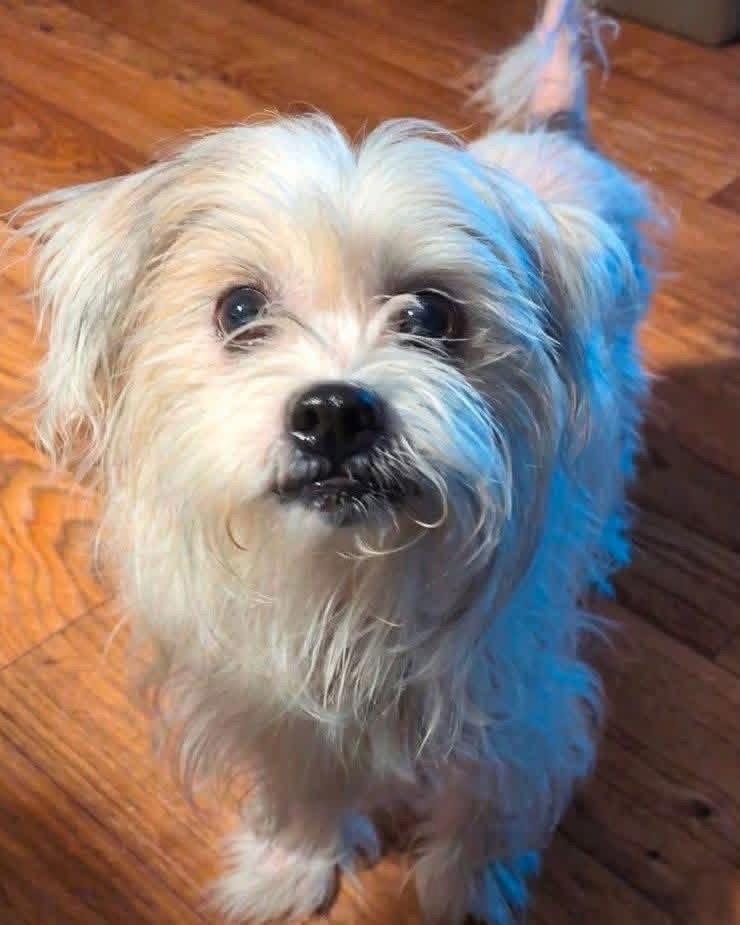 Enlarge Samuel, a Adoptable Shih Tzu in Forest Hill, MD image 3/3