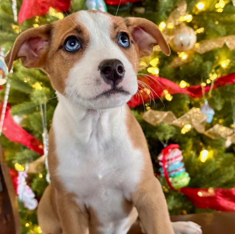 May, ADOPTABLE, Puppy Female Pit Bull Terrier & German Shepherd Dog.