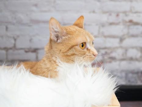 Enlarge Citrus, a ADOPTABLE mixed breed in Little Falls, MN image 1/2