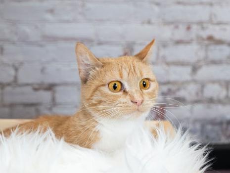 Enlarge Citrus, a ADOPTABLE mixed breed in Little Falls, MN image 2/2