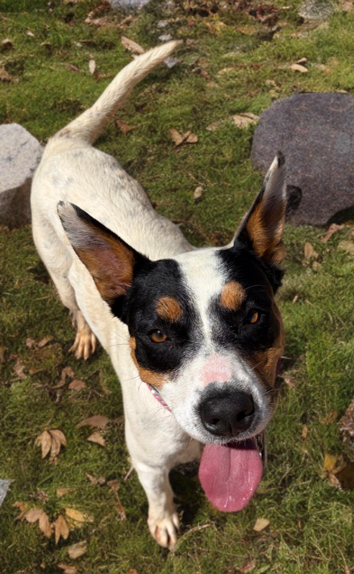 Enlarge Matty, a Adoptable Labrador Retriever in Kingman, AZ image 2/3