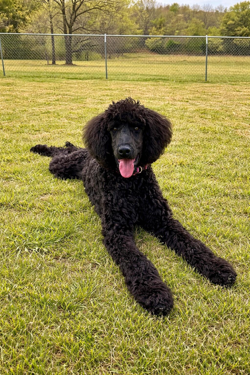 Enlarge Georgie girl, an adopted Standard Poodle in Collierville, TN image 4/4