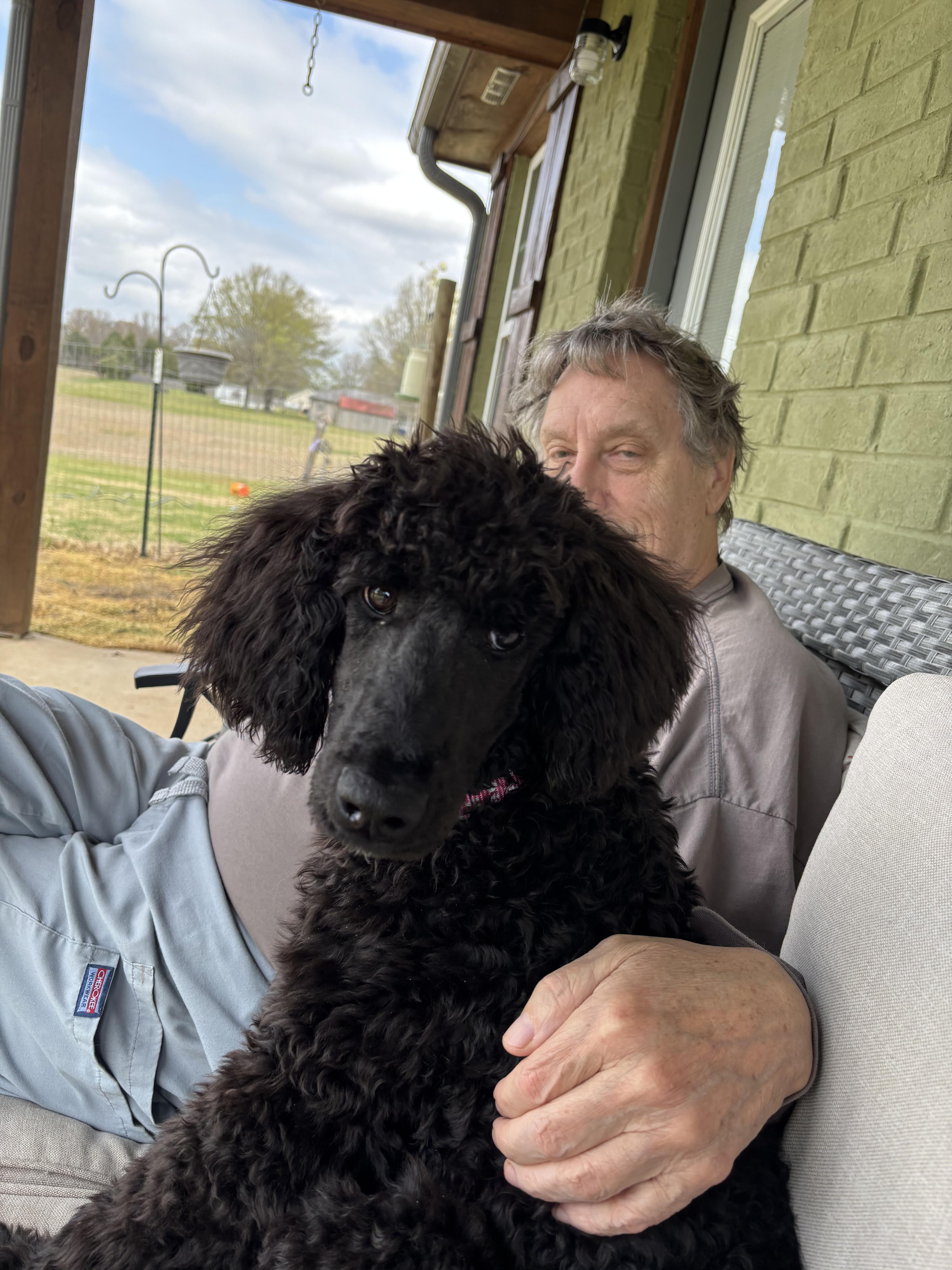 Enlarge Georgie girl, an adopted Standard Poodle in Collierville, TN image 2/4