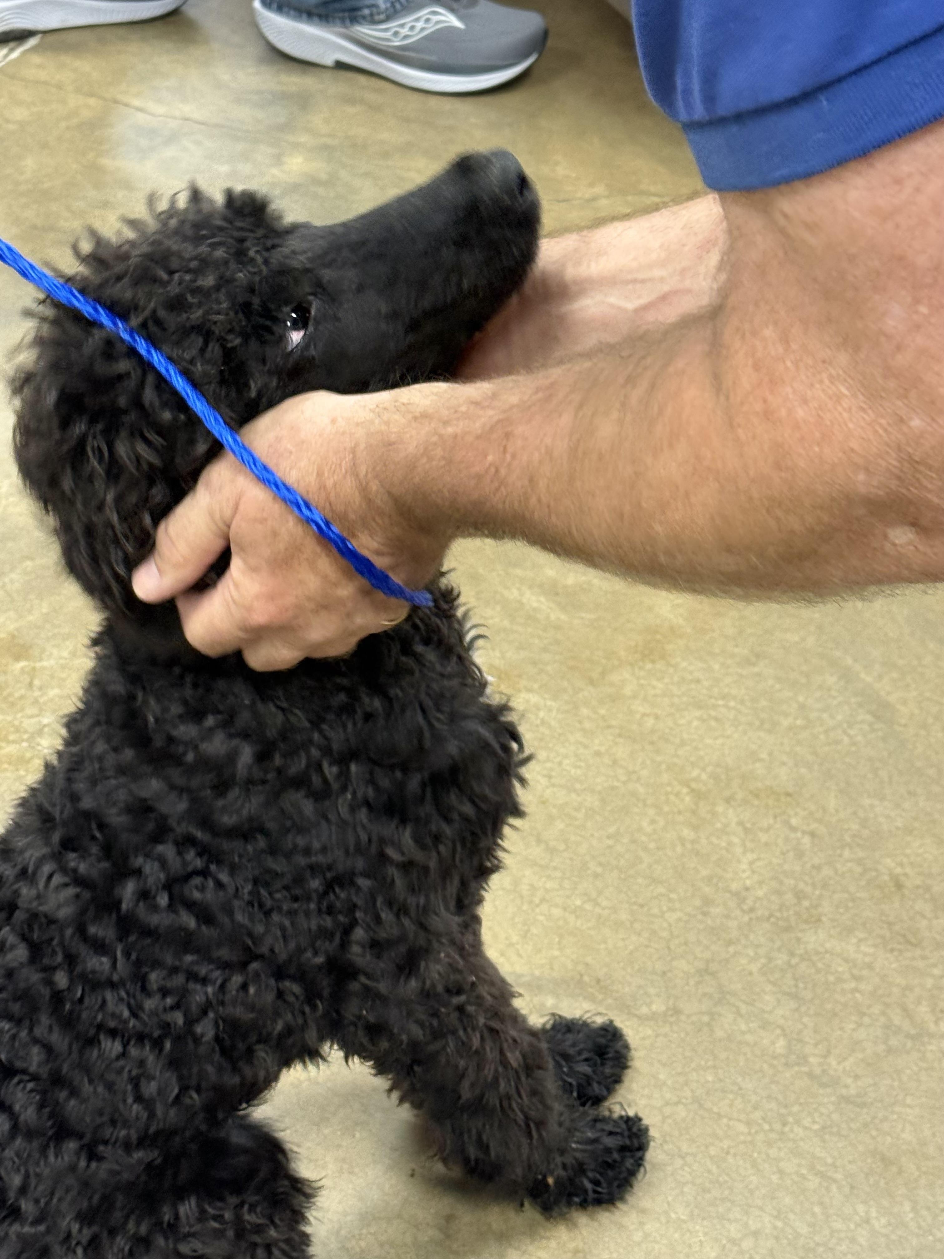 Georgie girl, adopted, Puppy Female Standard Poodle.