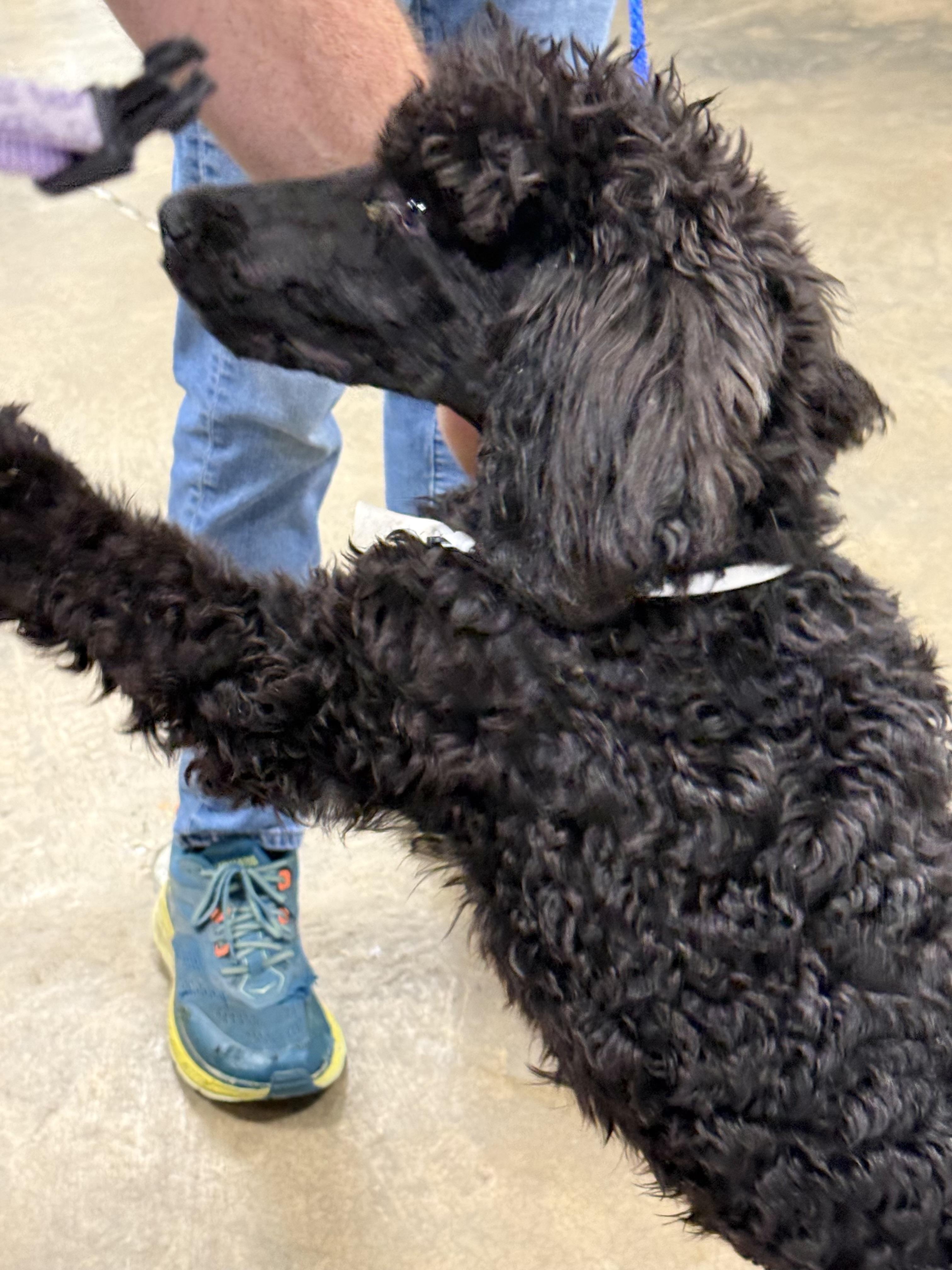 Enlarge Georgie girl, an adopted Standard Poodle in Collierville, TN image 3/4