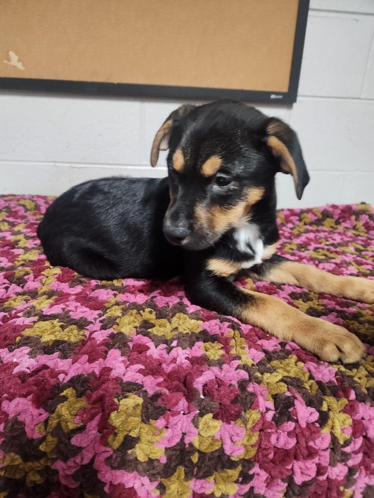 CHEYENNE, Adoptable, Puppy Female Terrier & Mixed Breed.