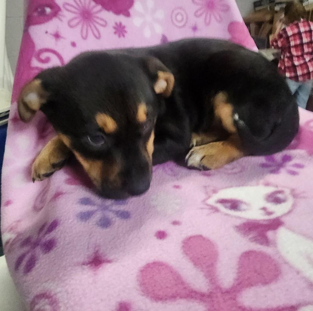 CHEYENNE, a Adoptable mixed breed in Lexington, TN image 3/4