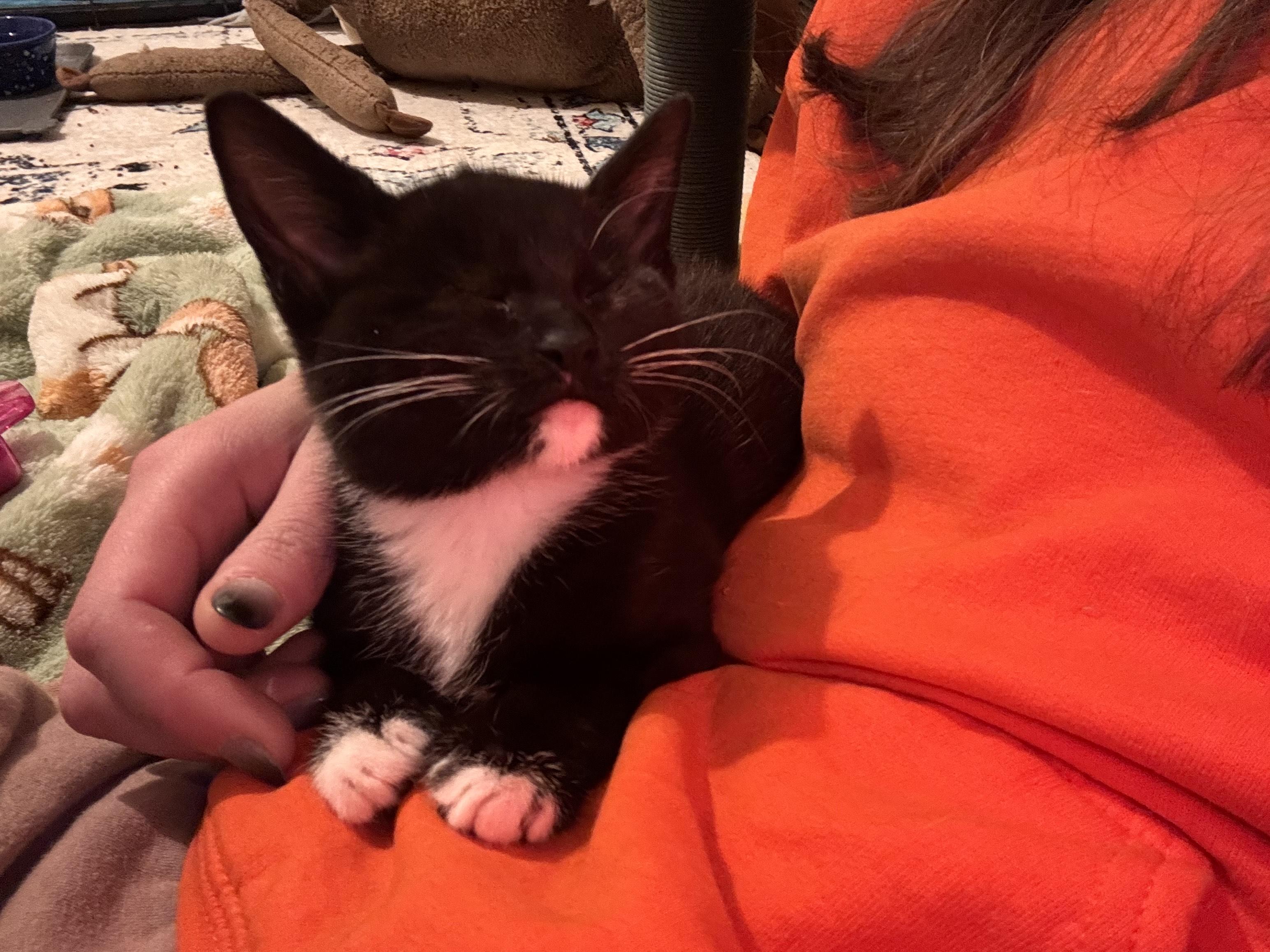 Enlarge Marge, a ADOPTABLE Domestic Short Hair in Buffalo, NY image 3/4