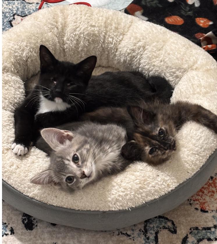 Enlarge Marge, a ADOPTABLE Domestic Short Hair in Buffalo, NY image 4/4