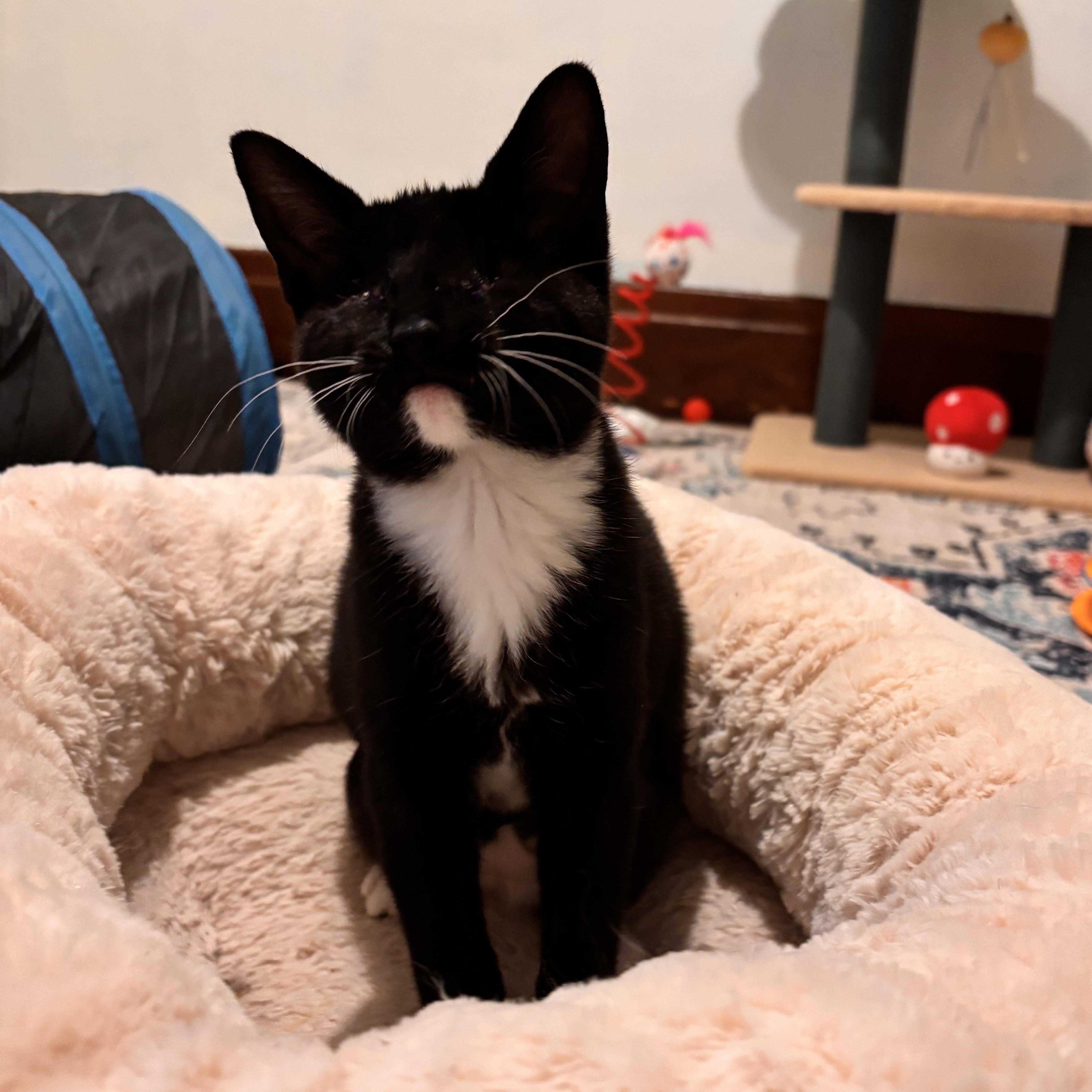 Enlarge Marge, a ADOPTABLE Domestic Short Hair in Buffalo, NY image 1/4