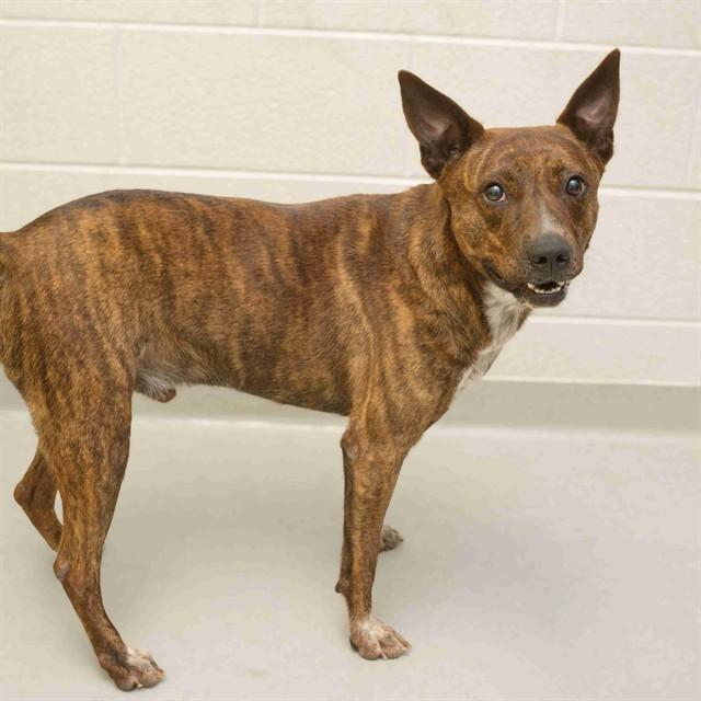 KOLBY, Adoptable, Young Male American Staffordshire Terrier & Mixed Breed.
