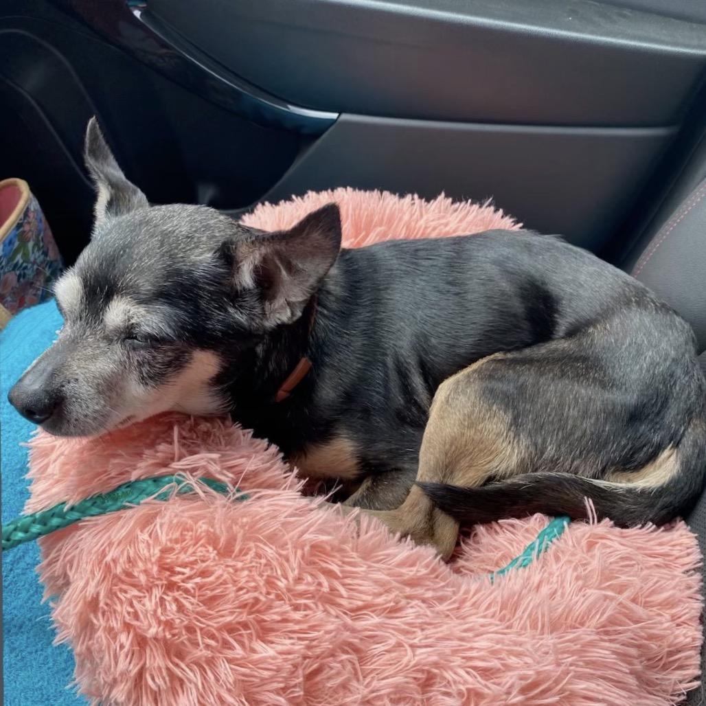 Toby, Adoptable, Senior Male Mixed Breed.