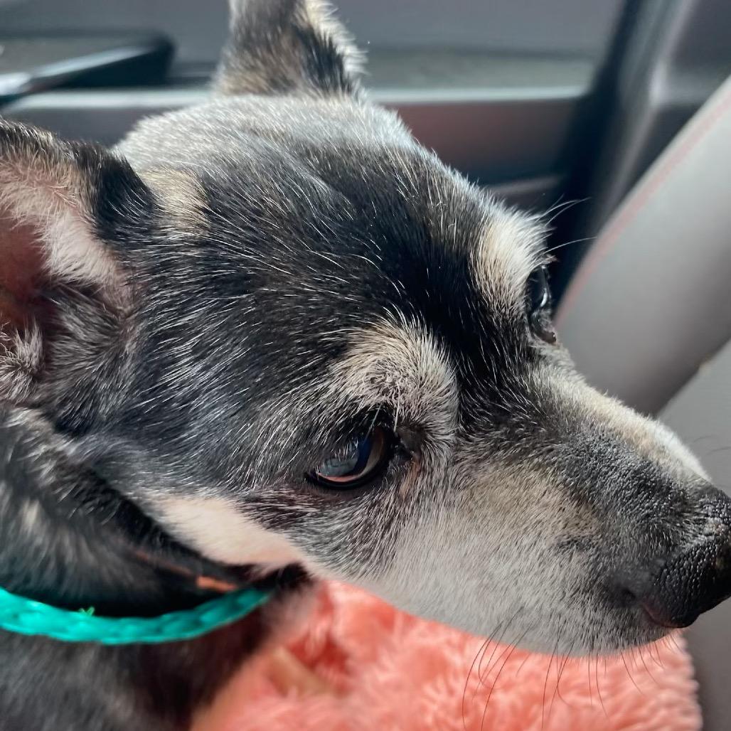 Toby, a Adoptable Mixed Breed in Austell, GA image 2/6