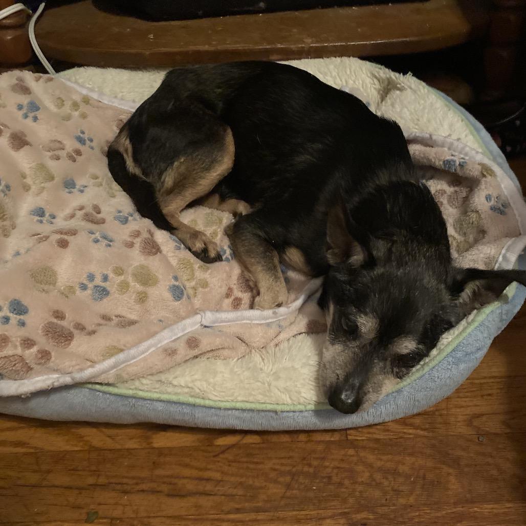 Toby, a Adoptable Mixed Breed in Austell, GA image 3/6