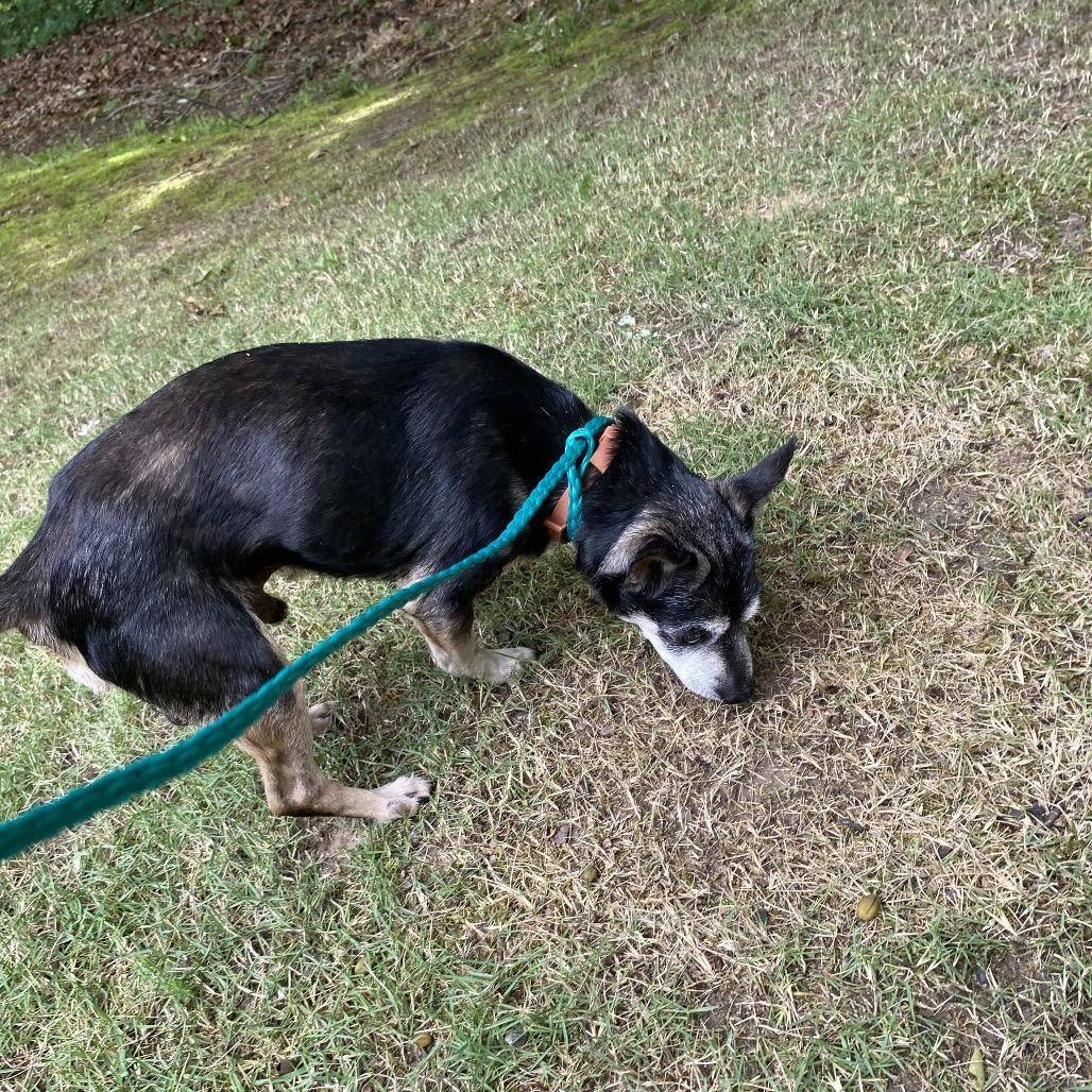 Toby, a Adoptable Mixed Breed in Austell, GA image 5/6