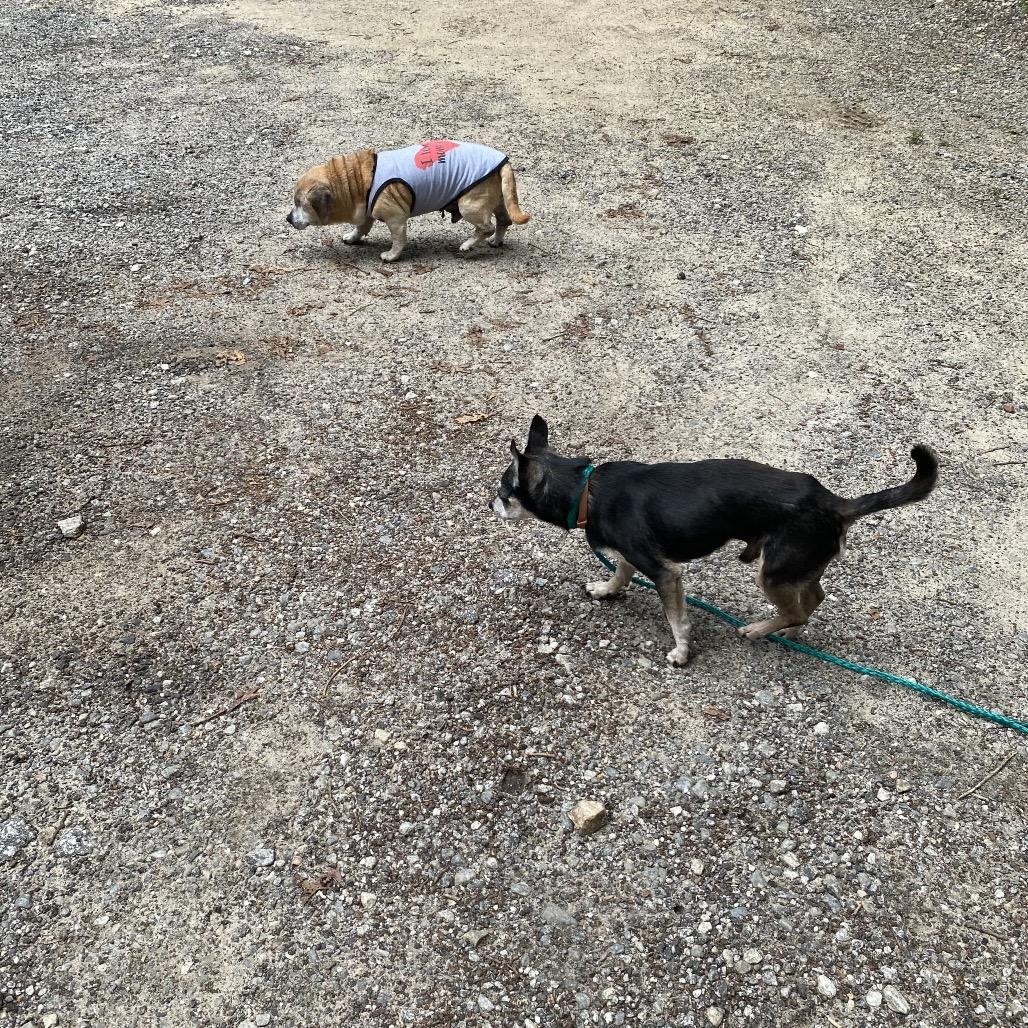 Toby, a Adoptable Mixed Breed in Austell, GA image 6/6