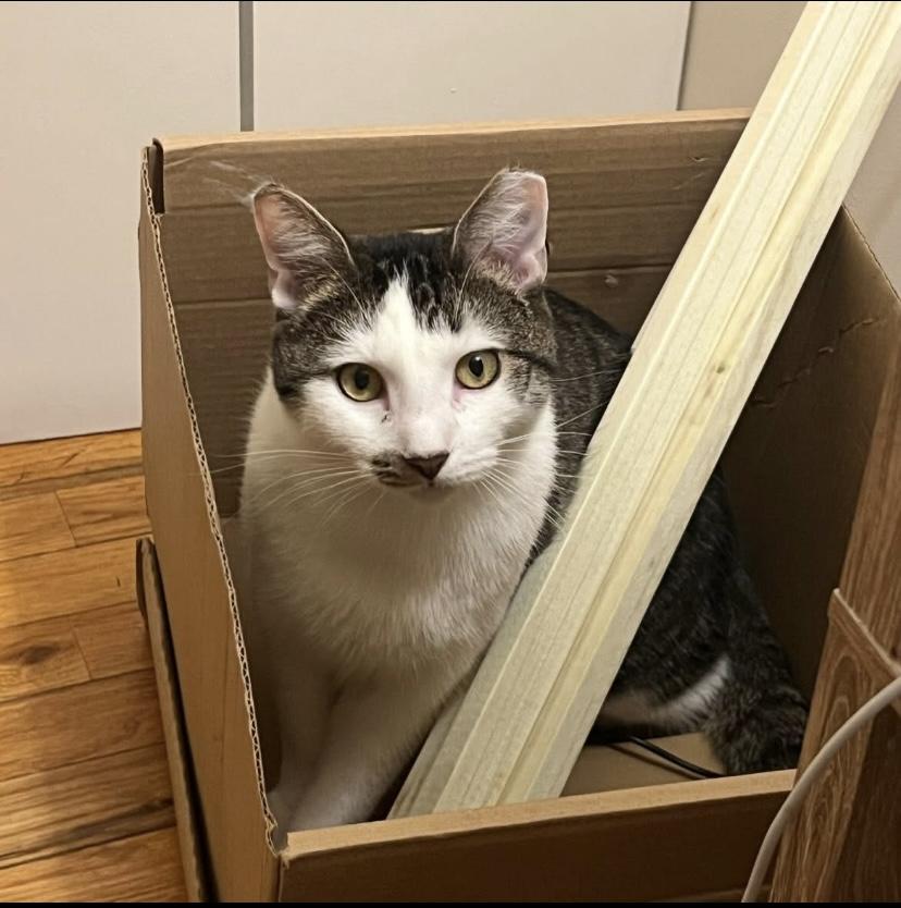 Parsley, a Adoptable Domestic Short Hair in Philadelphia, PA image 1/6