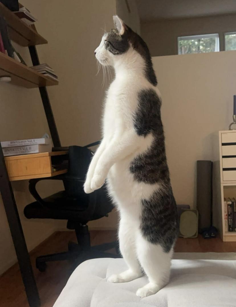 Parsley, a Adoptable Domestic Short Hair in Philadelphia, PA image 5/6