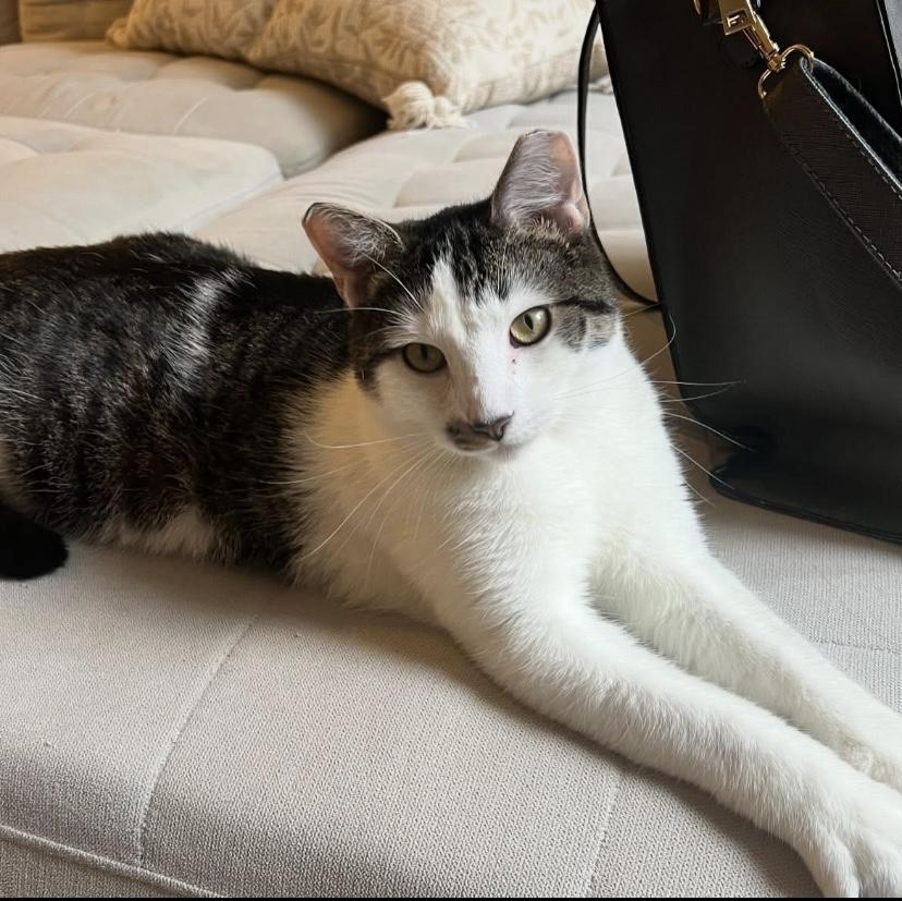 Parsley, a Adoptable Domestic Short Hair in Philadelphia, PA image 2/6