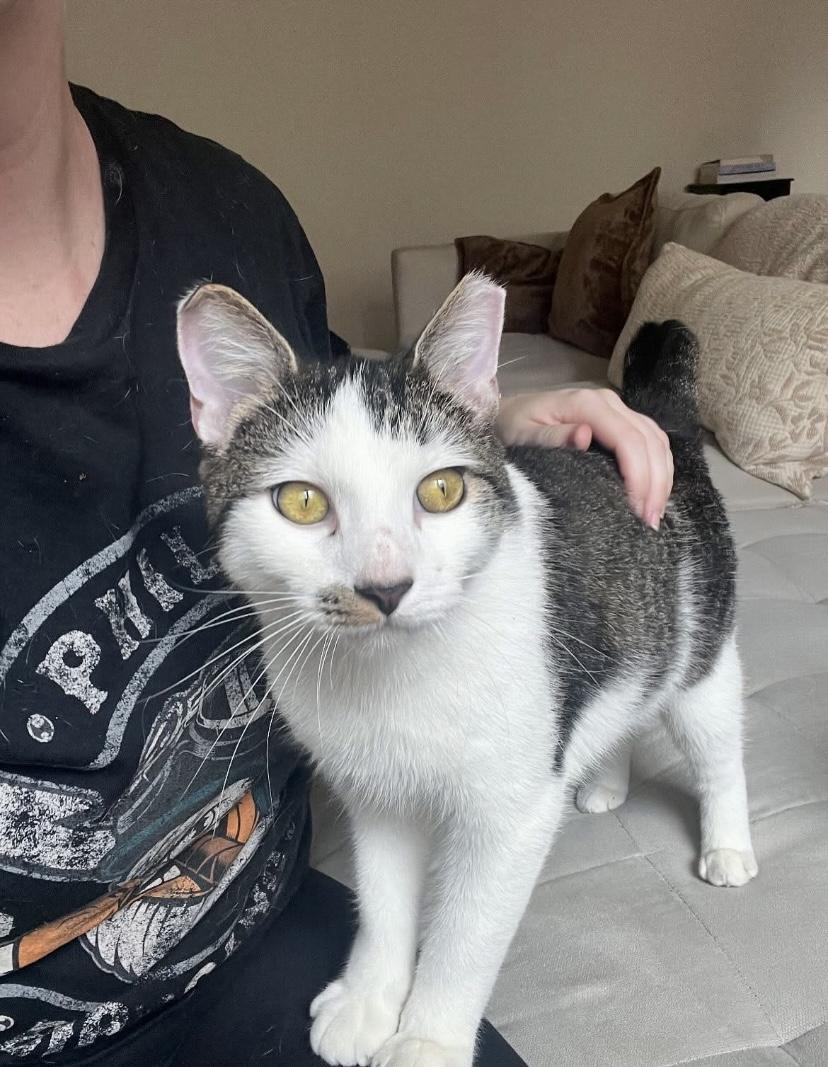 Parsley, a Adoptable Domestic Short Hair in Philadelphia, PA image 4/6