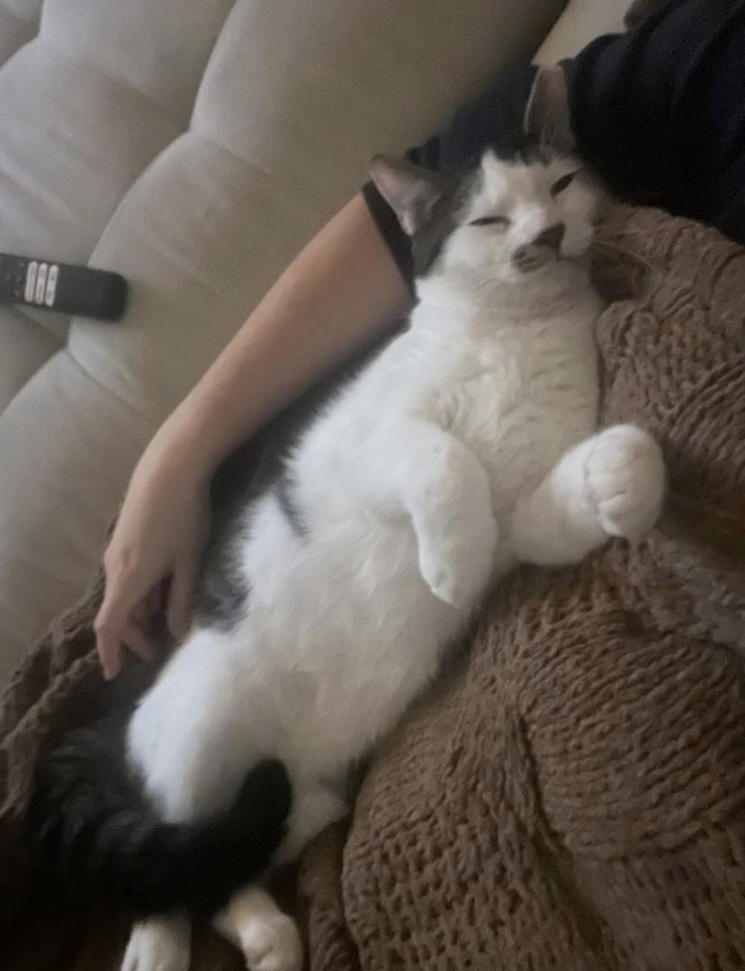 Parsley, a Adoptable Domestic Short Hair in Philadelphia, PA image 6/6