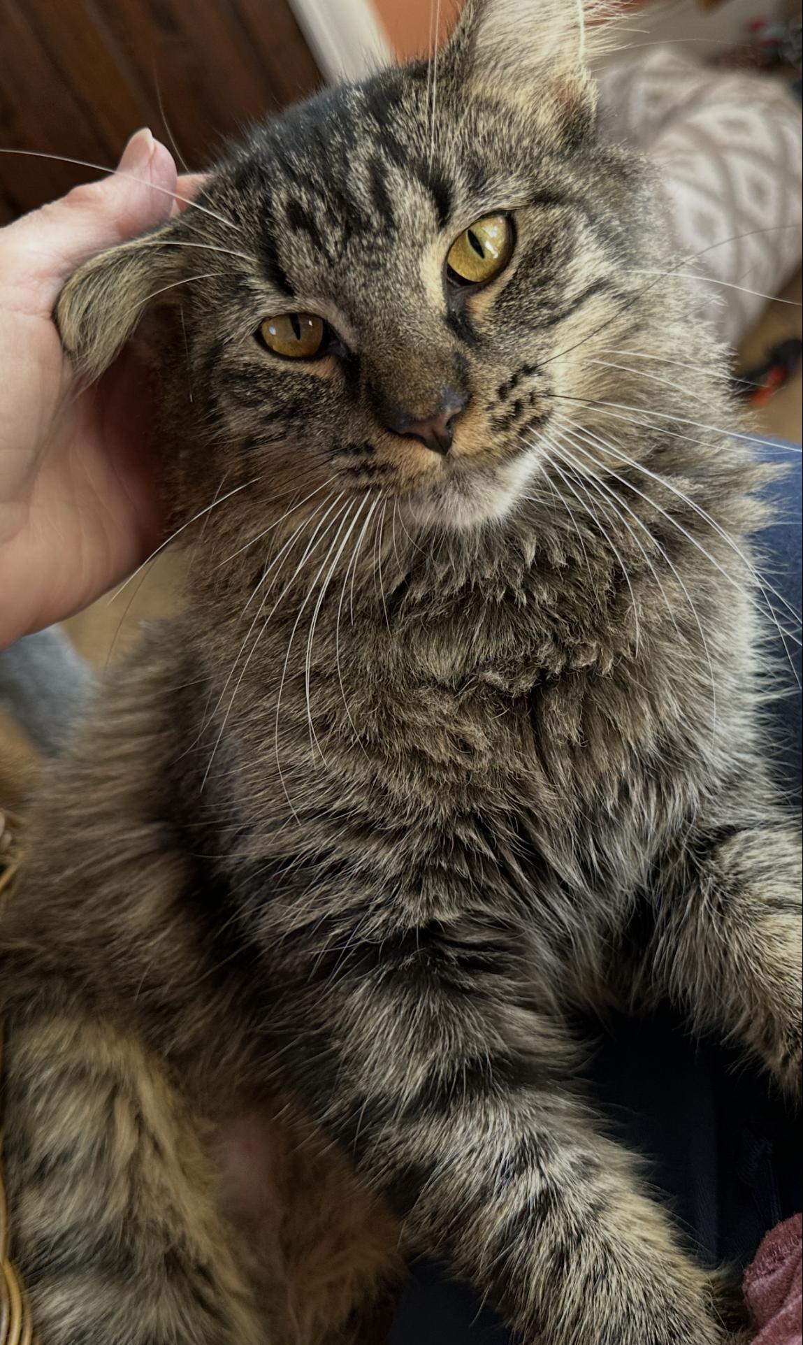 Natalie C Ingram, Adoptable, Kitten Female Tabby.