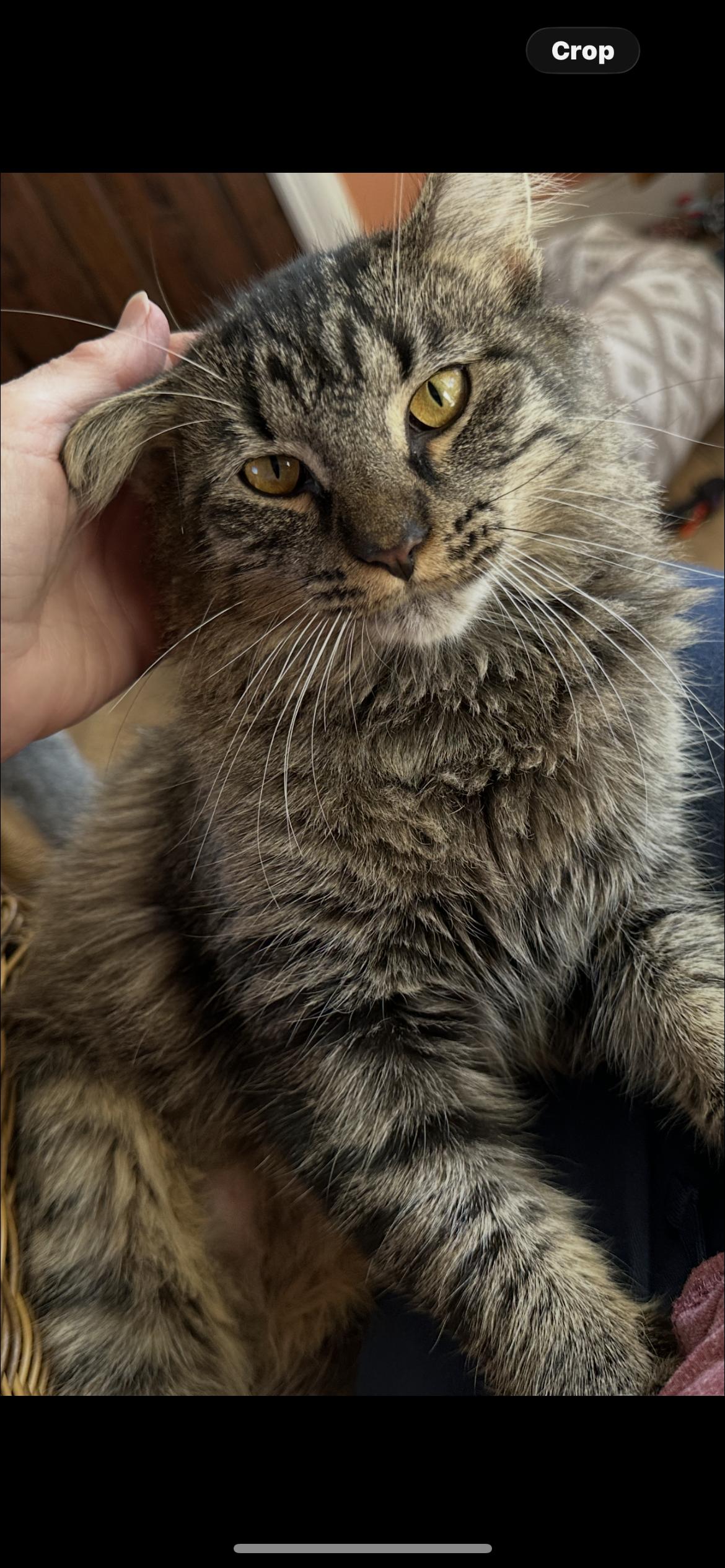 Natalie C Ingram, a Adoptable Tabby in Saunderstown, RI image 1/2