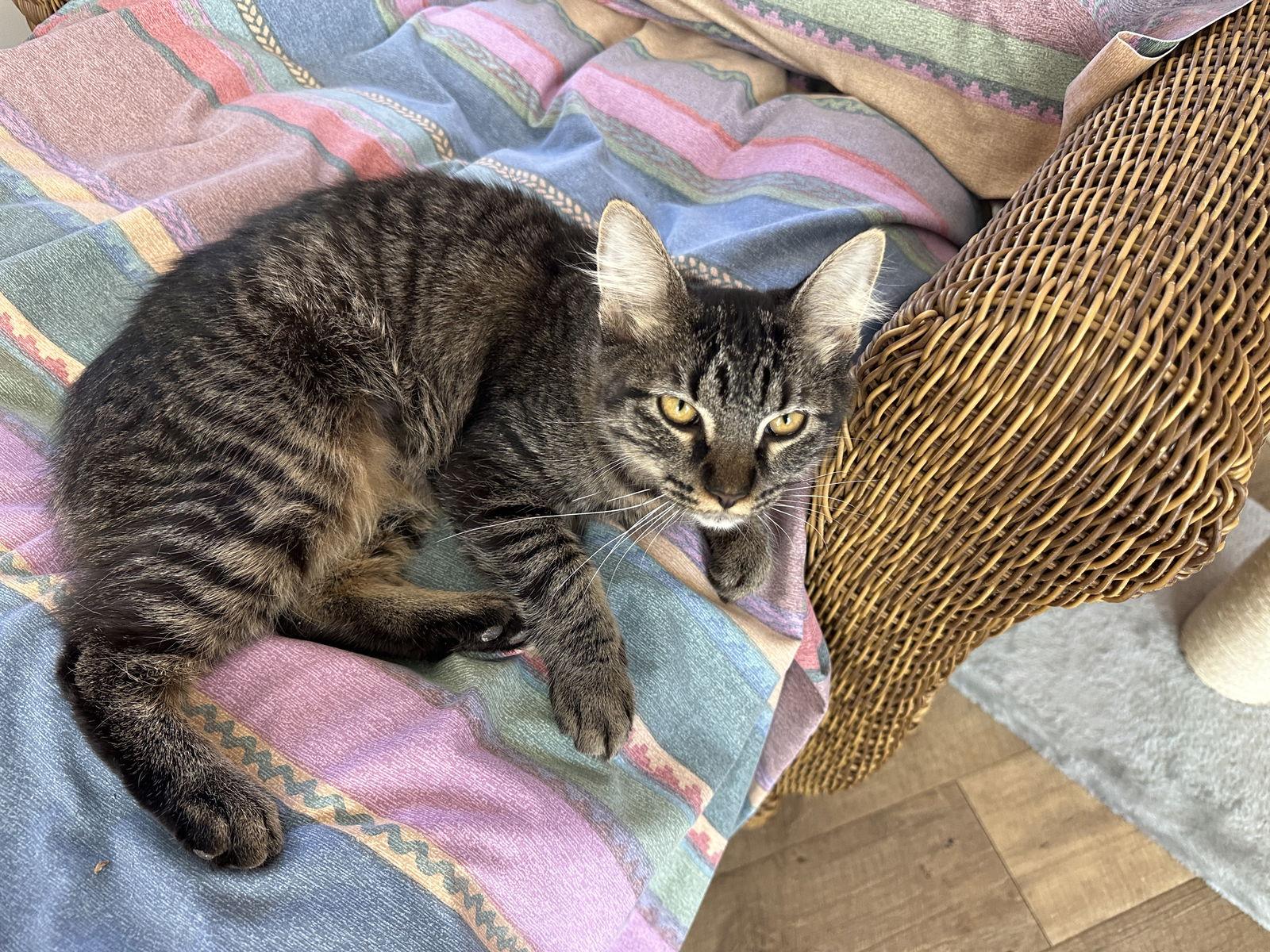 Natalie C Ingram, a Adoptable Tabby in Saunderstown, RI image 2/2