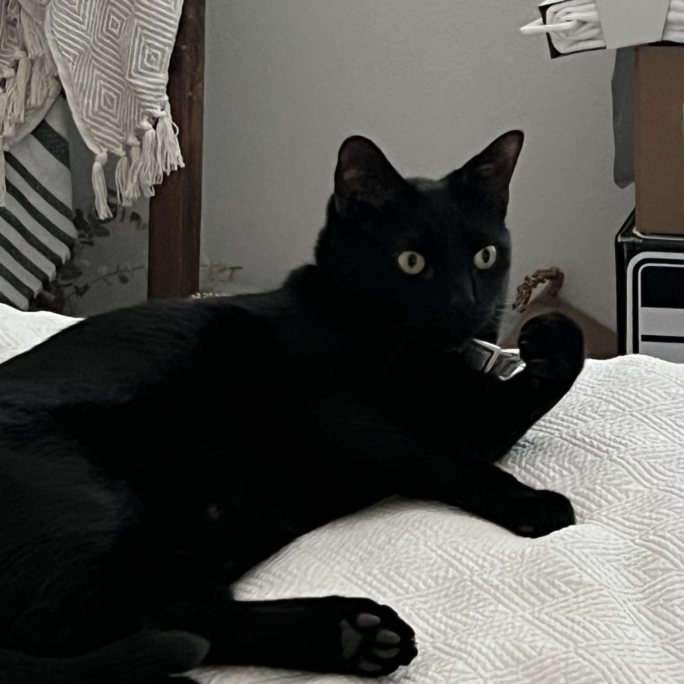 Thackery Binks, a ADOPTABLE mixed breed in Camp Pendleton, CA image 4/5