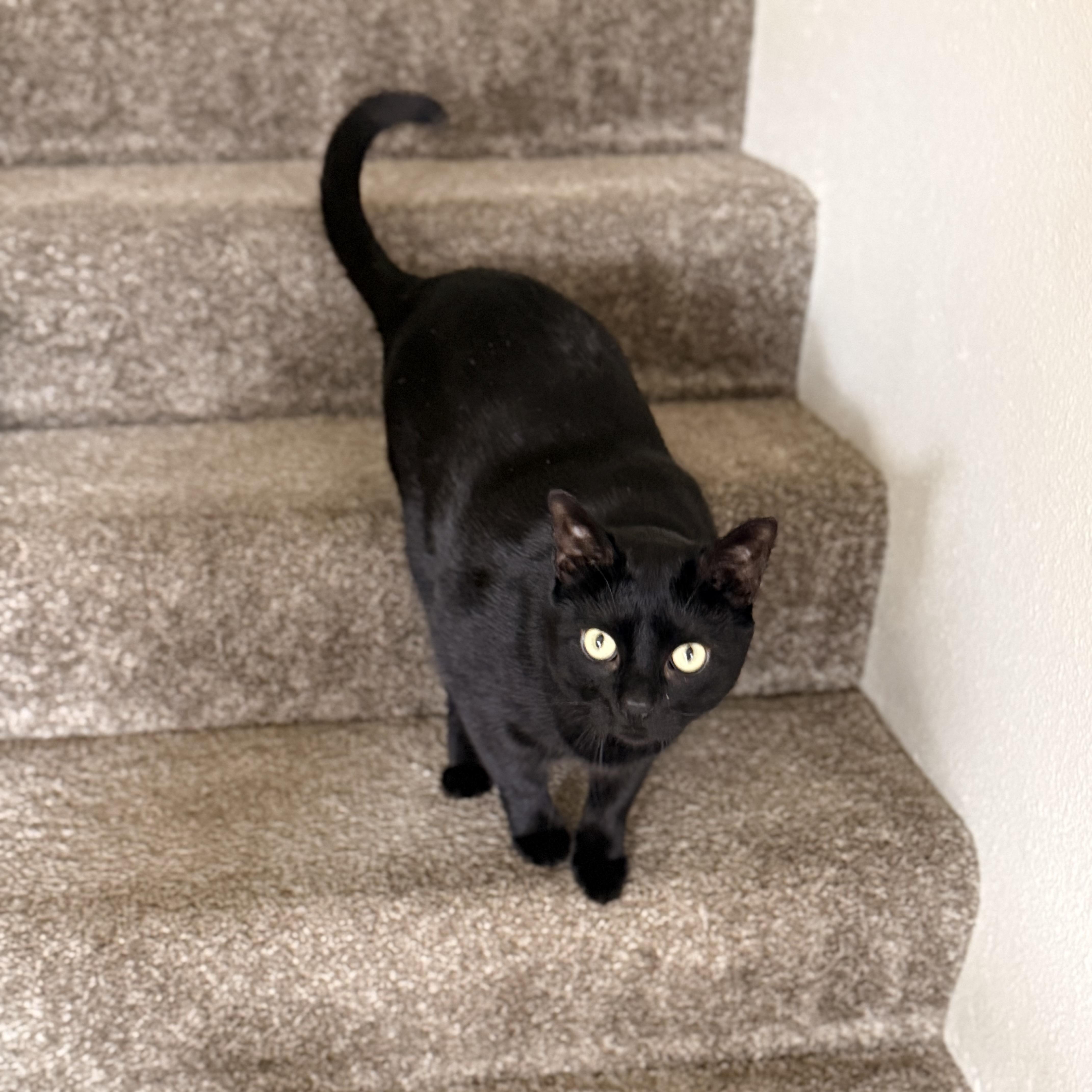 Thackery Binks, a ADOPTABLE mixed breed in Camp Pendleton, CA image 3/5
