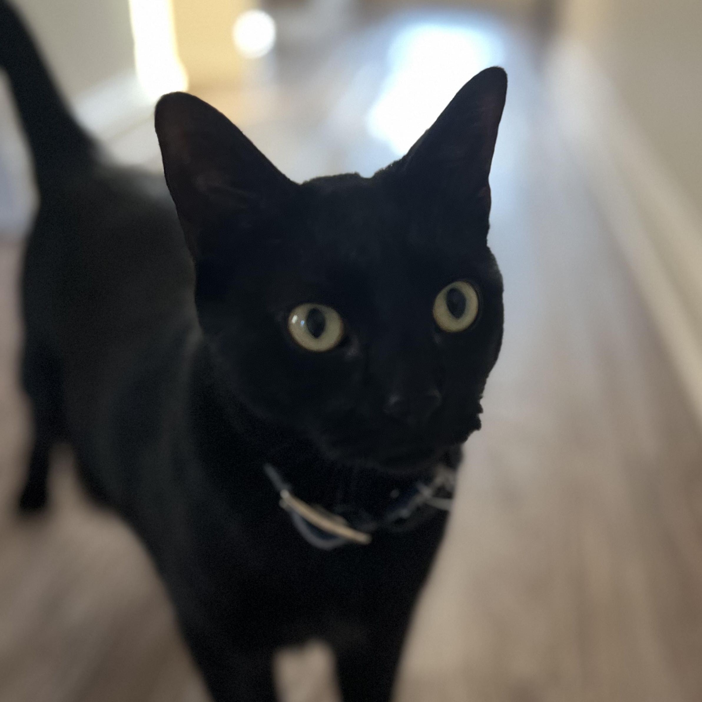Thackery Binks, a ADOPTABLE mixed breed in Camp Pendleton, CA image 1/5