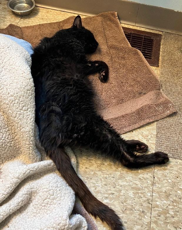 Phoenix, a Adoptable American Shorthair in Rochester, NY image 4/4