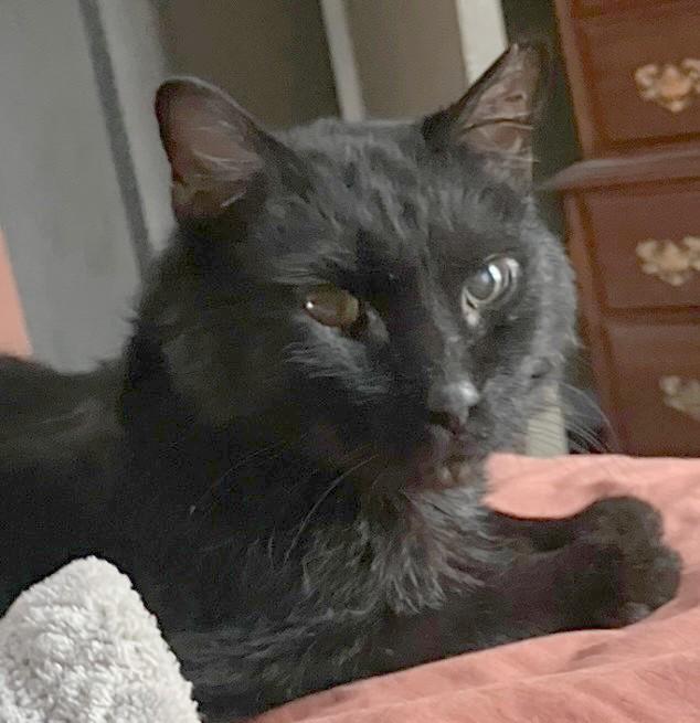 Phoenix, Adoptable, Adult Male American Shorthair.