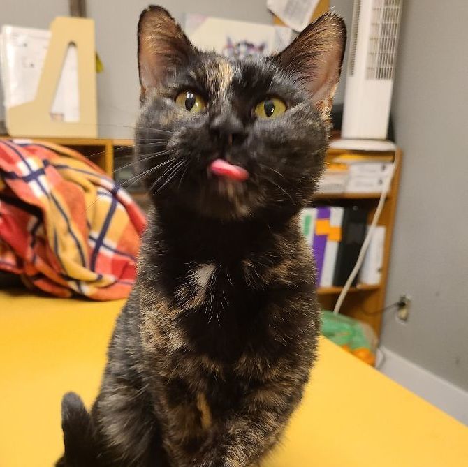EMBER *HERE TO LIGHT UP YOUR LIFE* FELUK+, Adult Female Domestic Short Hair