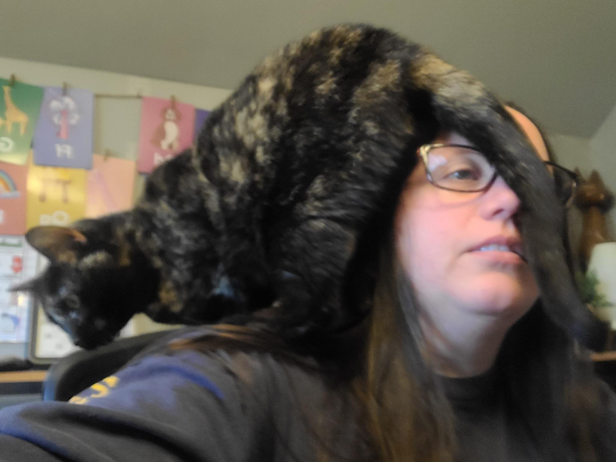 Enlarge EMBER *FELUK+* >>The Purrfect Puffball Parrot<<, a Adoptable Domestic Short Hair in Barron, WI image 2/3