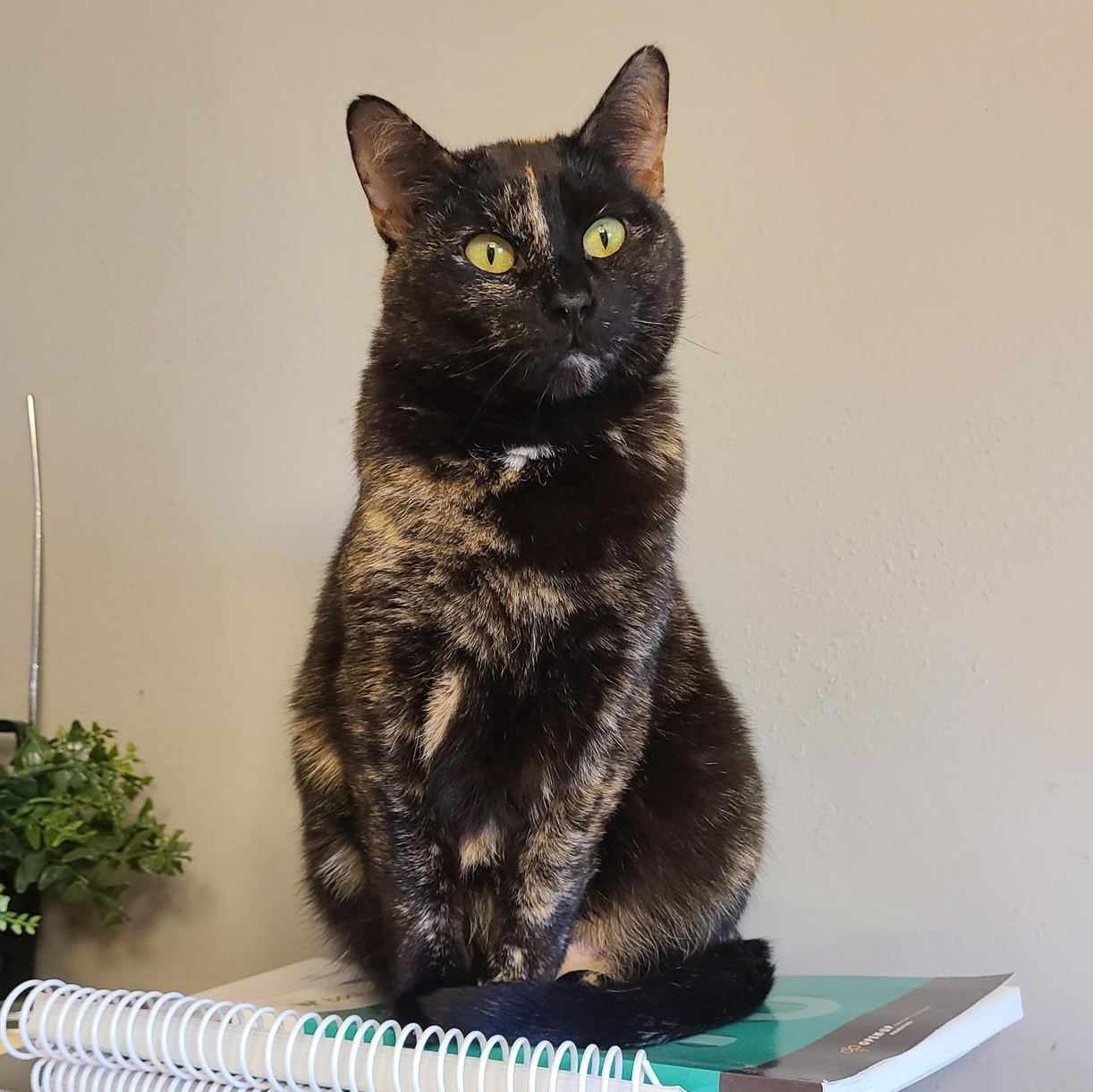 Enlarge EMBER *FELUK+* >>The Purrfect Puffball Parrot<<, a Adoptable Domestic Short Hair in Barron, WI image 1/3