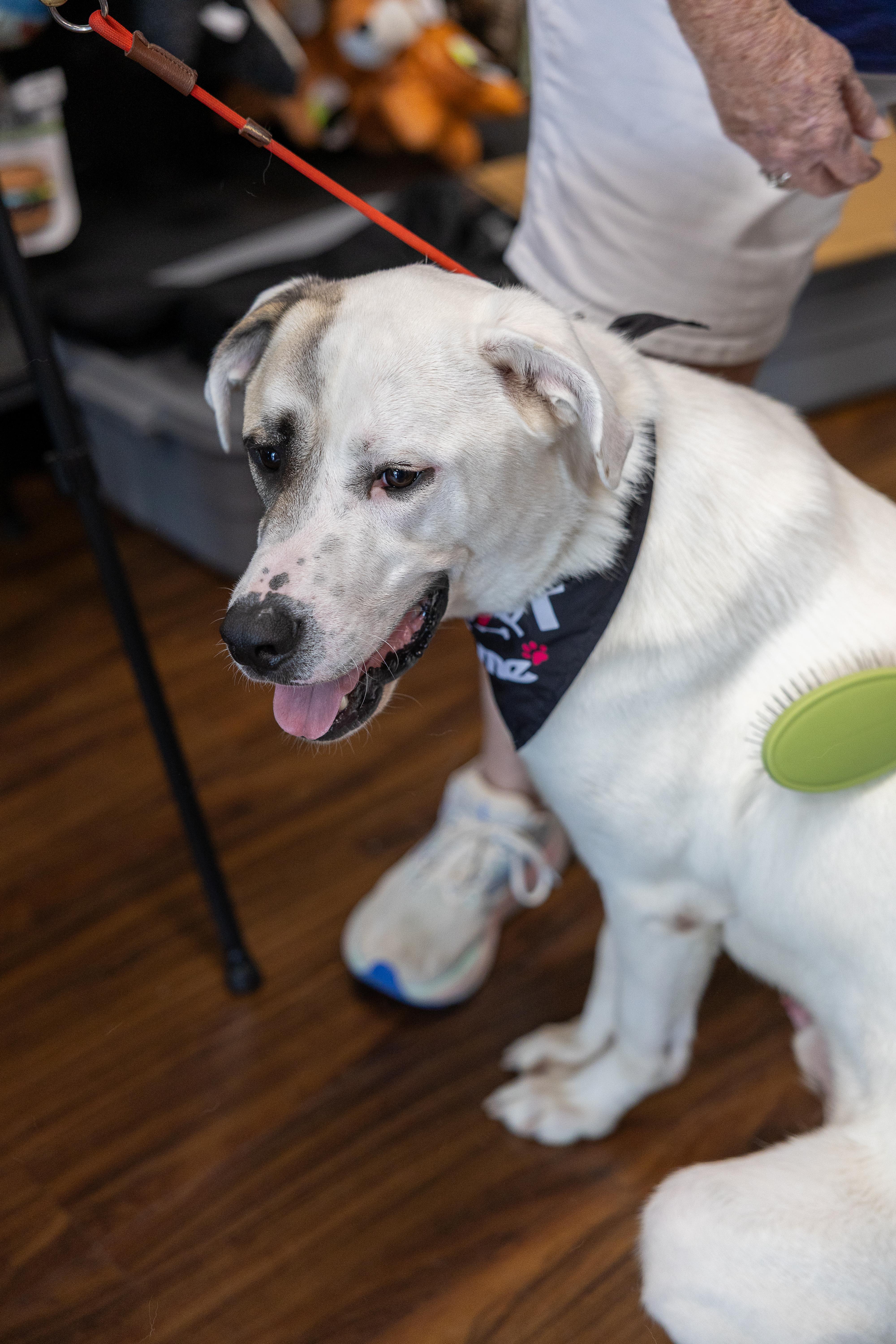 Enlarge Archie HTX fka Timone, a Adopted mixed breed in Saint Jo, TX image 1/6