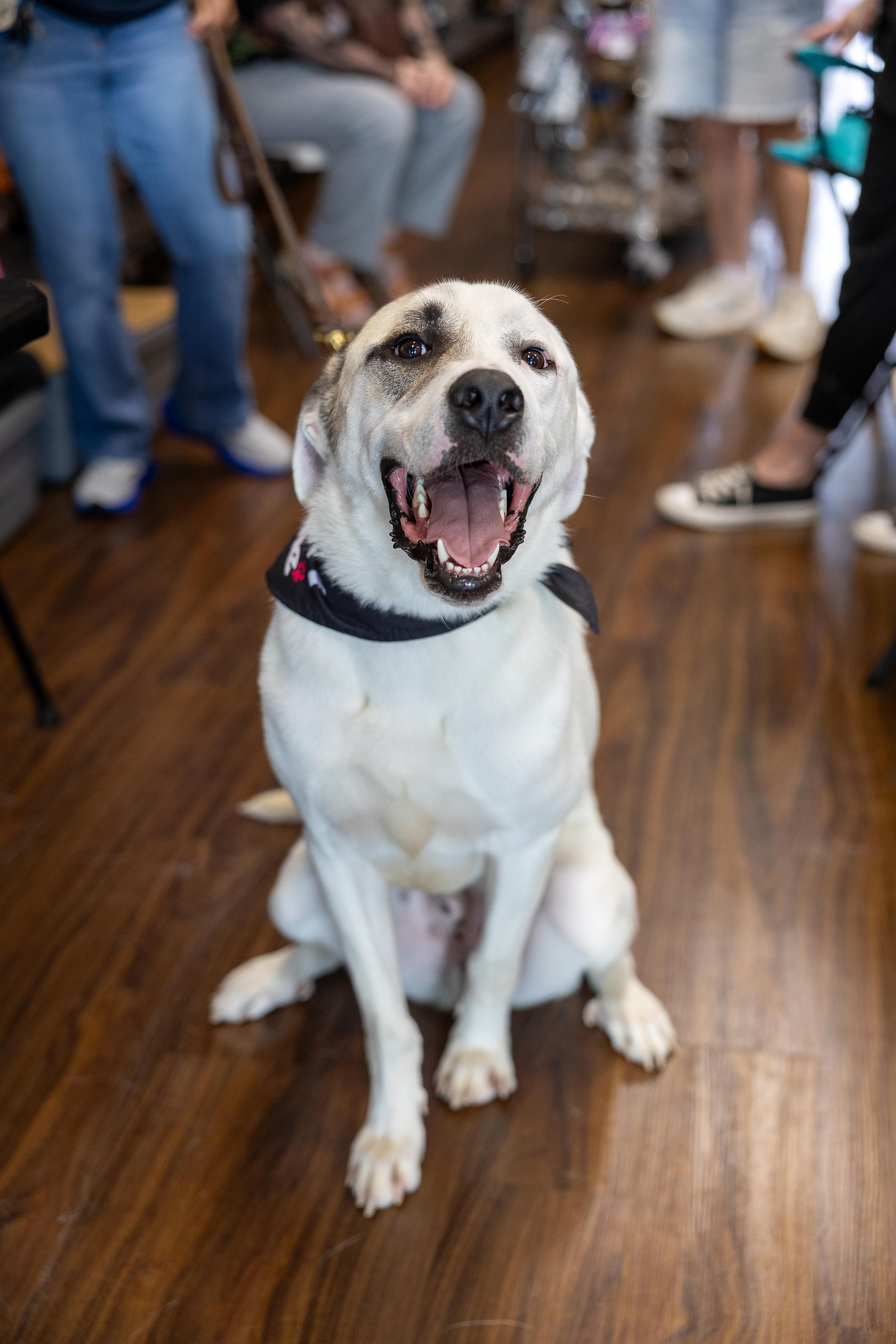 Enlarge Archie HTX fka Timone, a Adopted mixed breed in Saint Jo, TX image 2/6