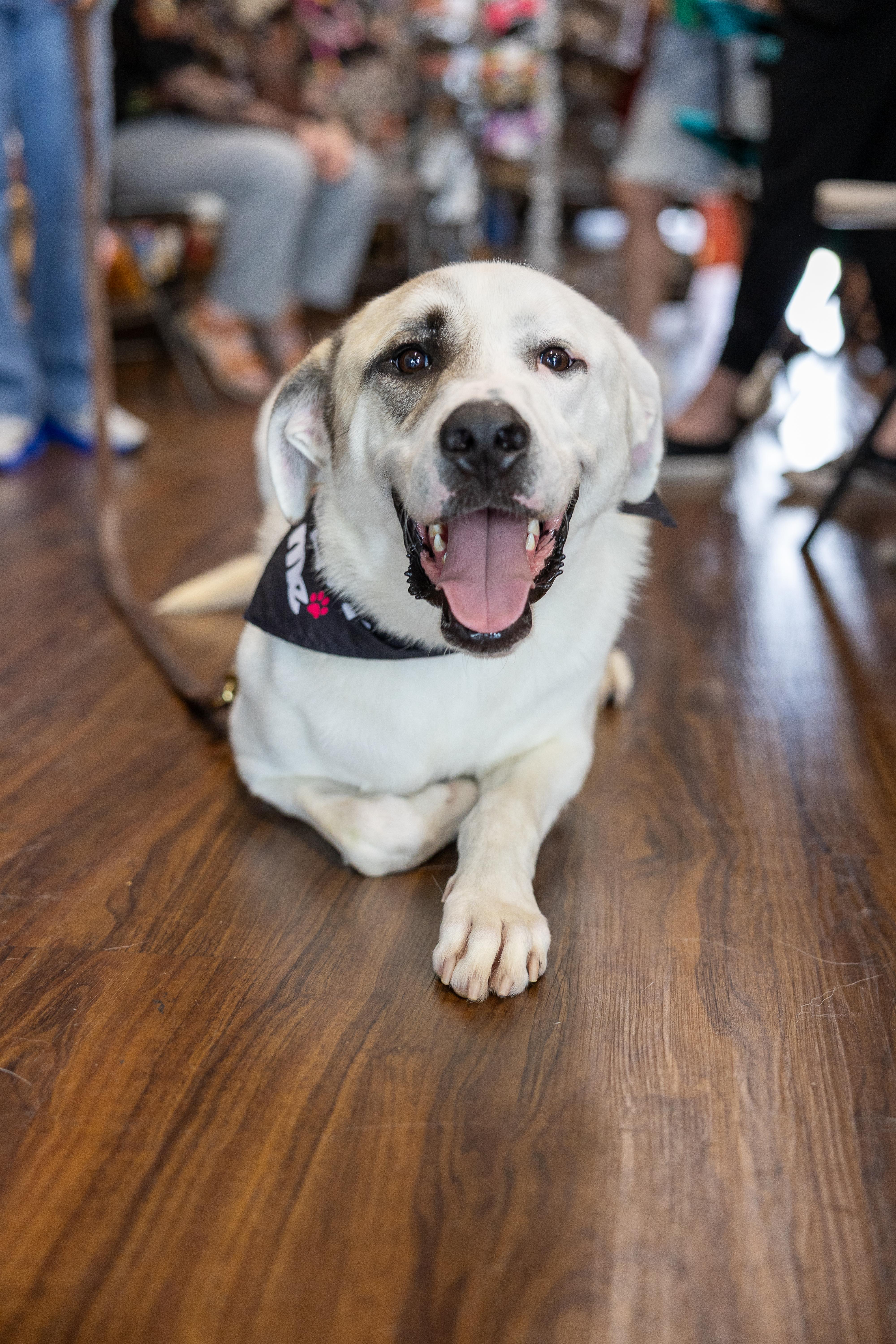 Enlarge Archie HTX fka Timone, a Adopted mixed breed in Saint Jo, TX image 3/6