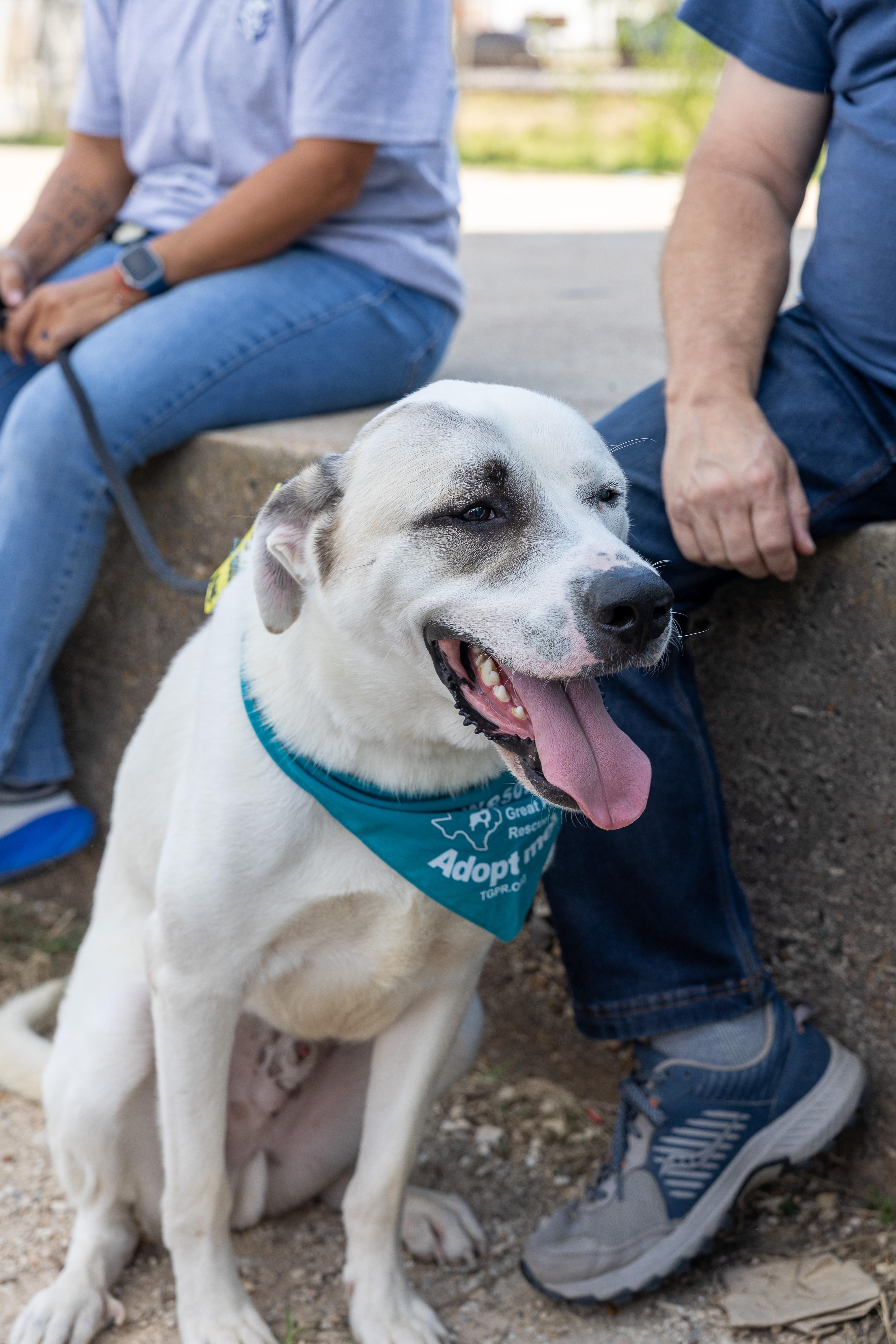 Enlarge Archie HTX fka Timone, a Adopted mixed breed in Saint Jo, TX image 4/6